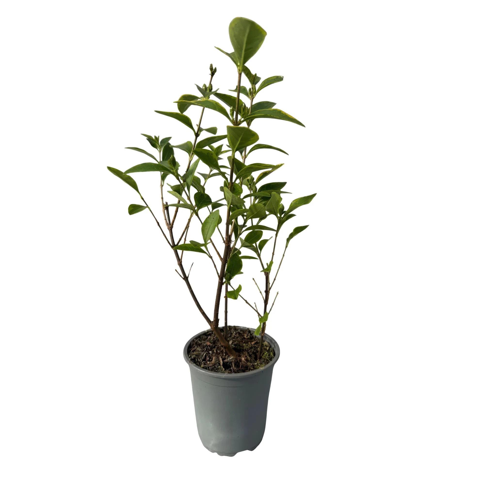 8x Goldband Liguster - Ligustrum ovalifolium Aureum | 8 Pflanzen - 1 laufender Meter | Topf 9cm - Höhe 35-40cm