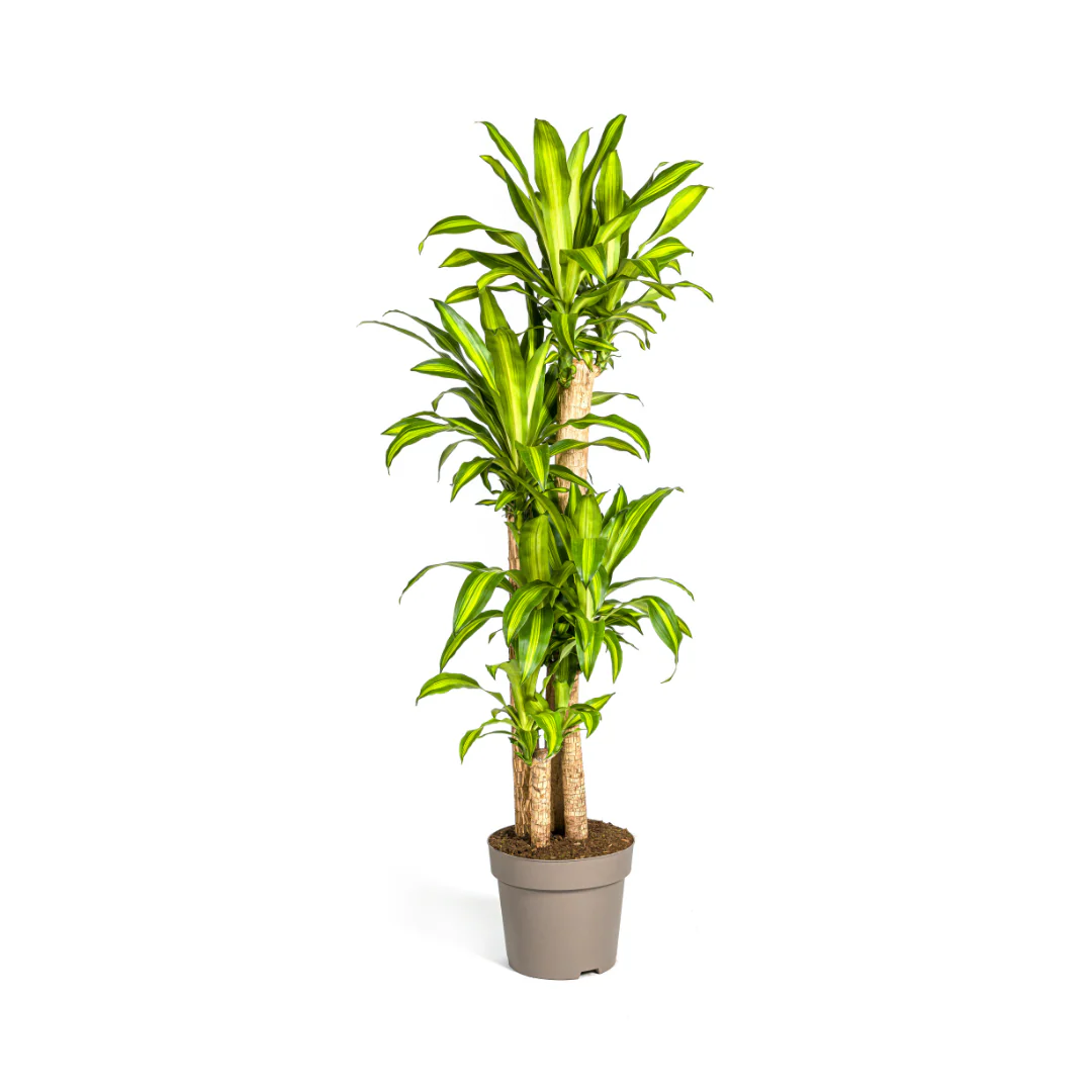 Duftender Drachenbaum - Dracaena Fragrans Massangeana | 170 - 190cm | Ø30cm