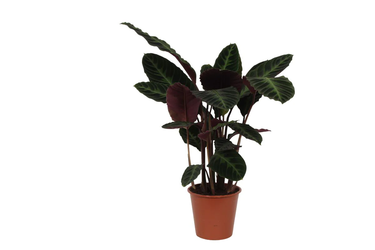 Samtige Korbmarante - Calathea Warscewiczii | 100 cm| Ø21cm
