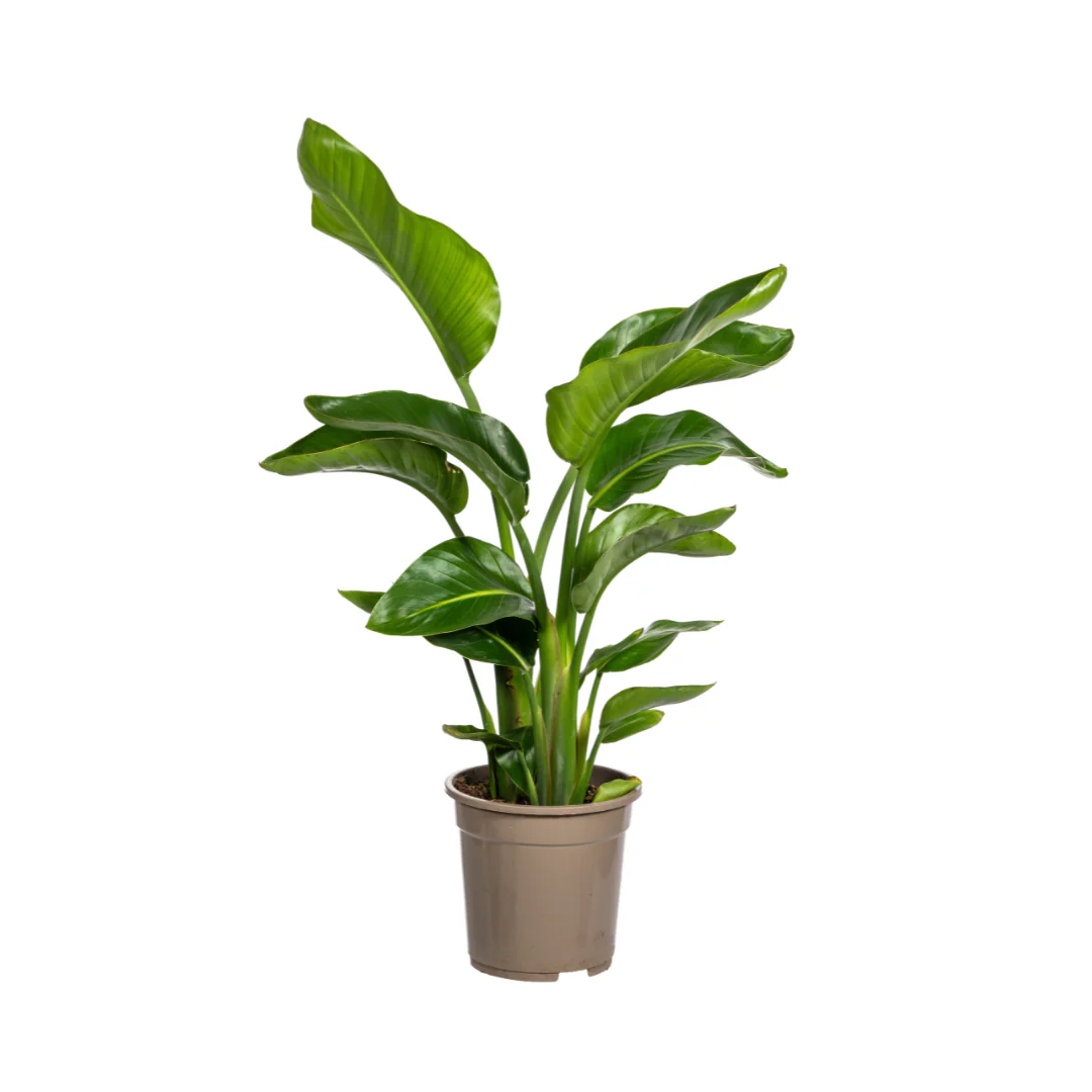 Weiße Paradiesvogelblume - Strelitzia Nicolai | 90 - 110cm | Ø21cm