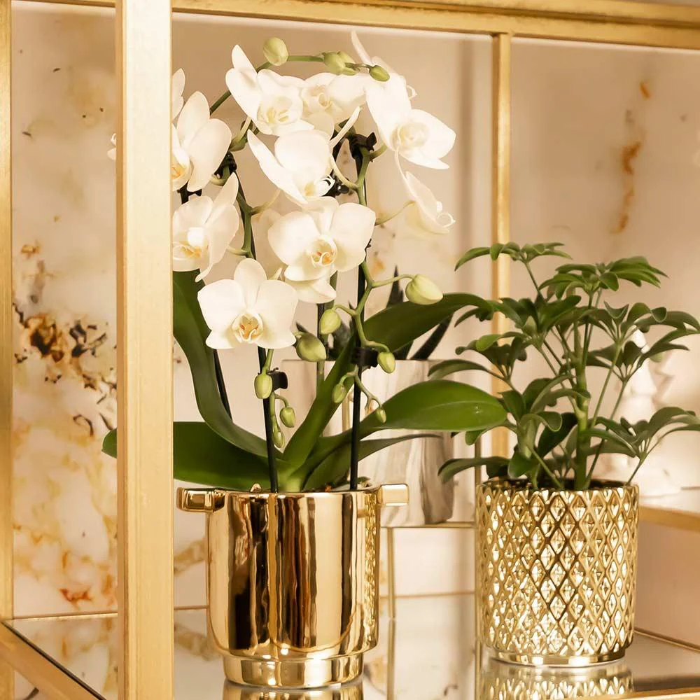 Weiße Phalaenopsis-Orchidee - Niagara Fall - Topfgröße Ø9cm | blühende Zimmerpflanze - frisch vom Züchter
