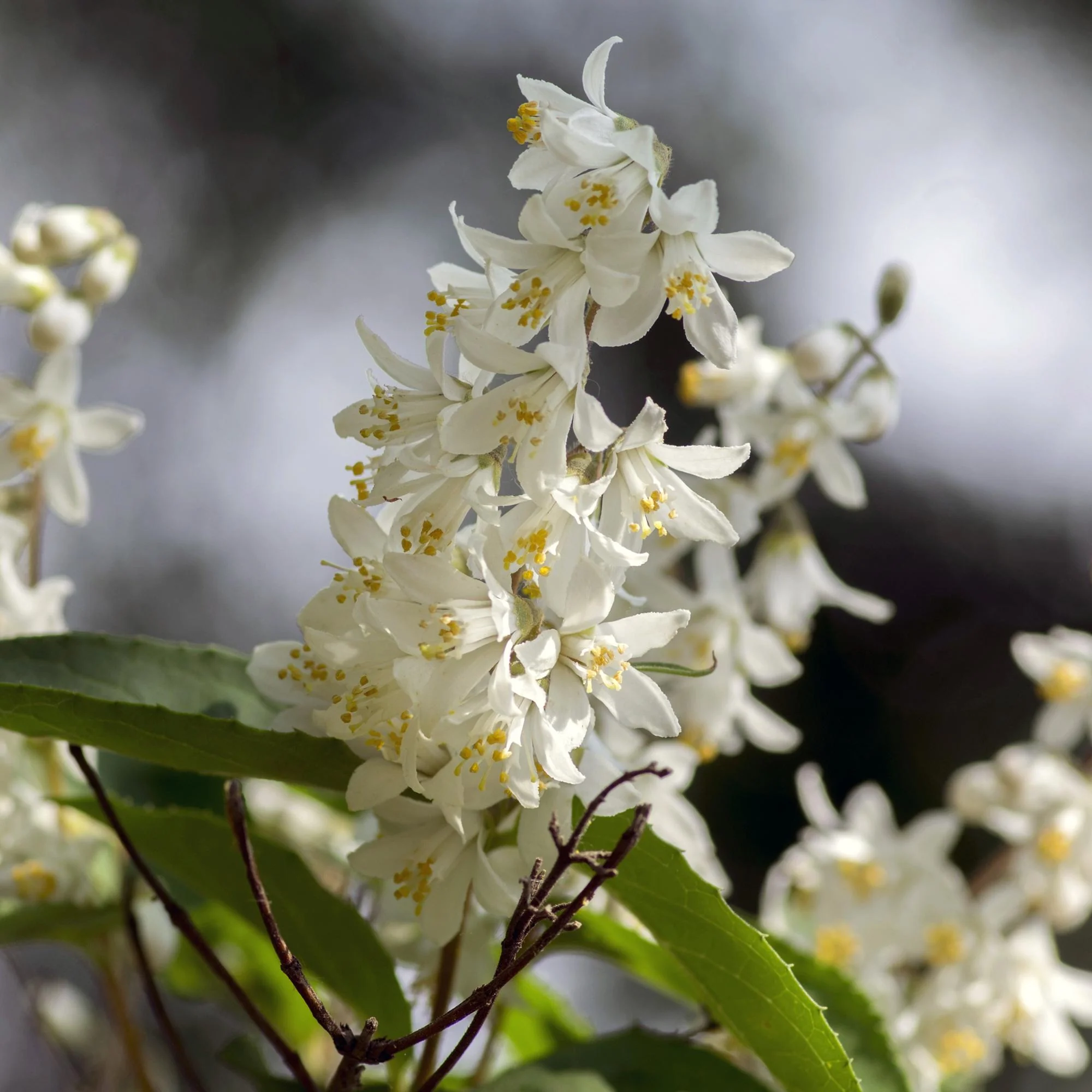 Maiblumenstrauch - Deutzia Gracilis | Topf 17cm Höhe 45cm