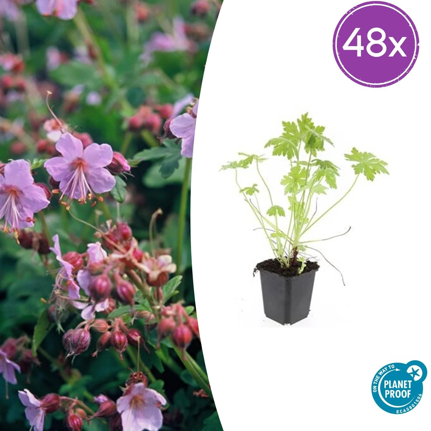 48x Großes Storchschnabel - Geranium macrorrhizum | 10-25cm | Ø9cm