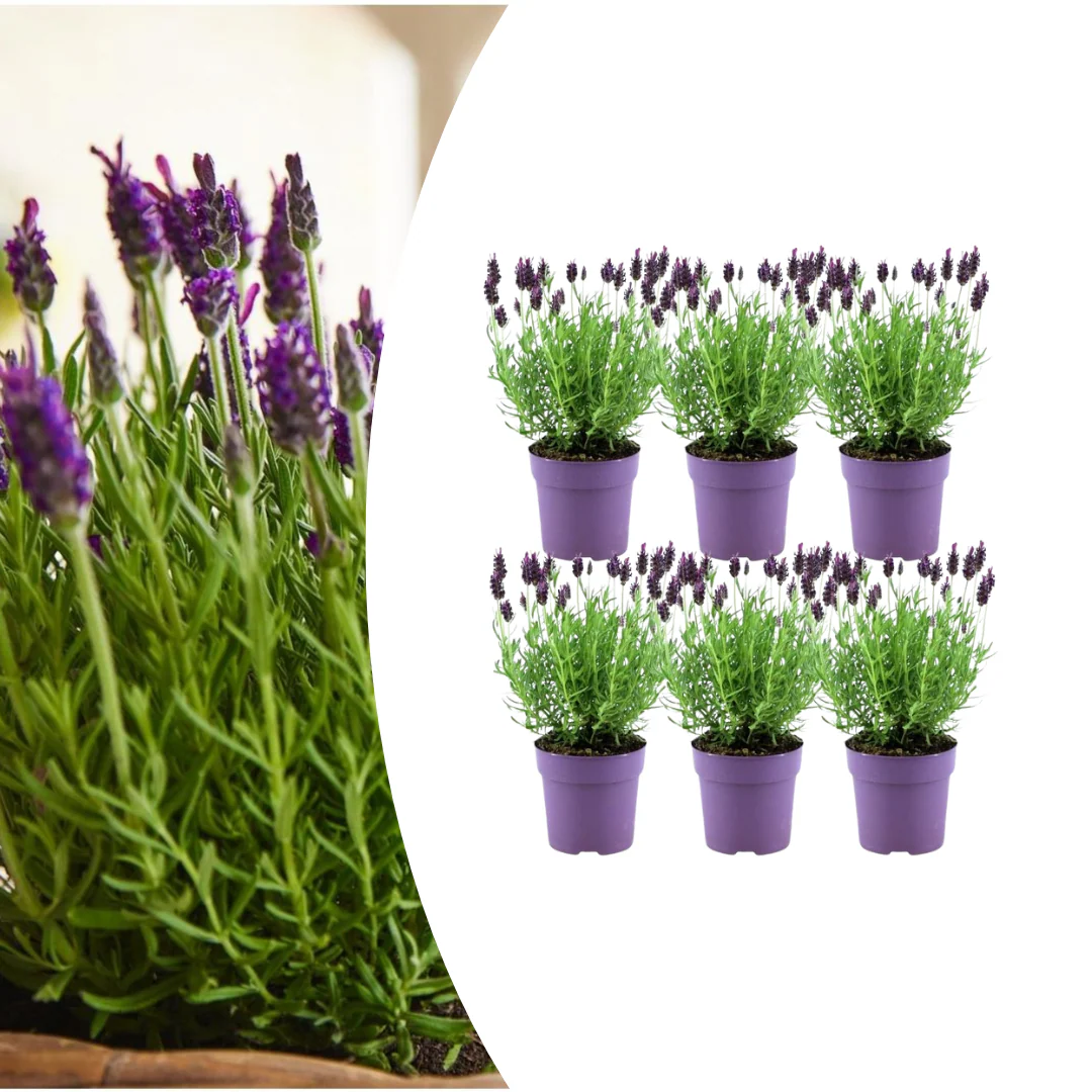 6x Lavendel - Lavandula stoechas Anouk® | 12 cm