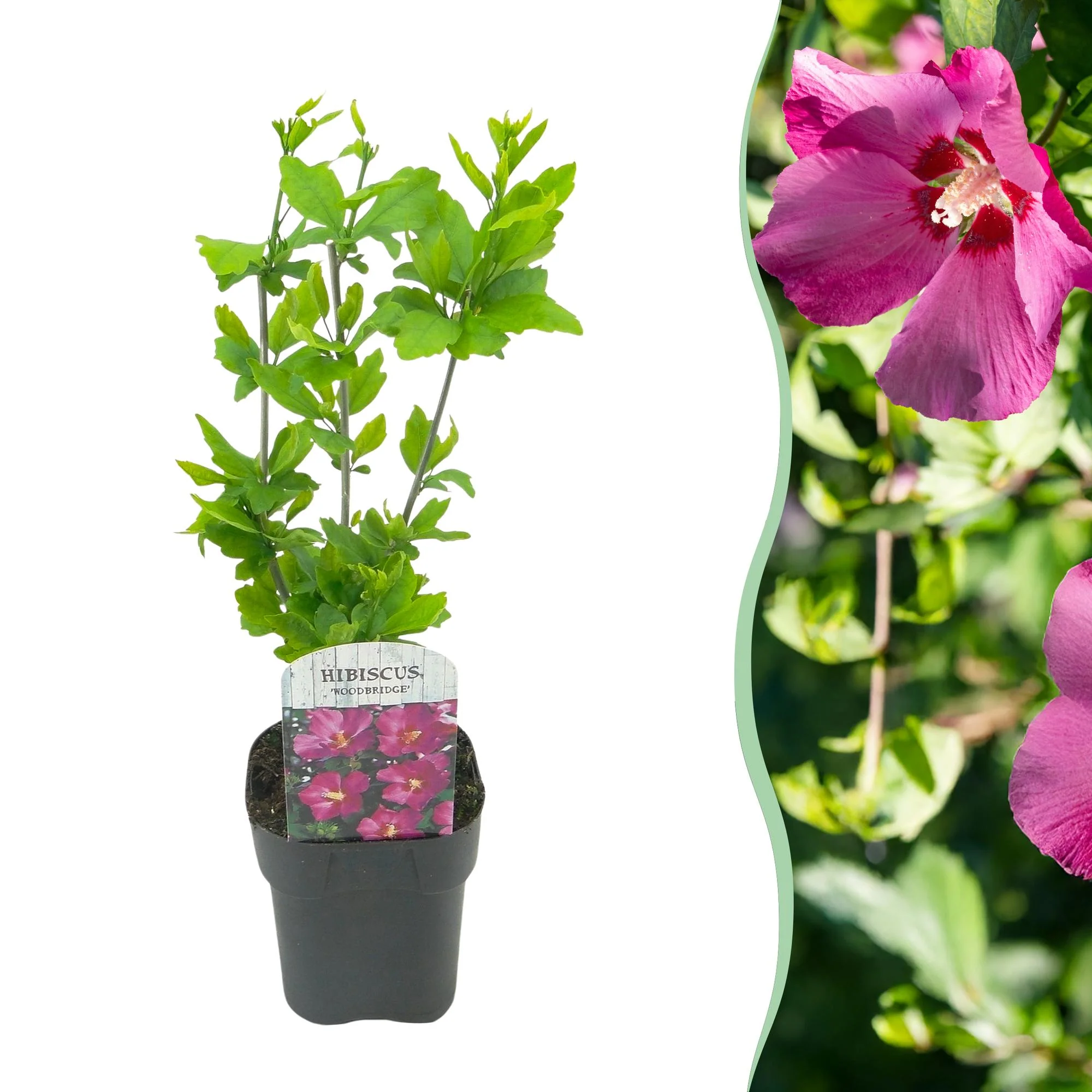 Straucheibisch- Hibiscus syriacus Woodbridge | Topf 17cm Höhe 45cm