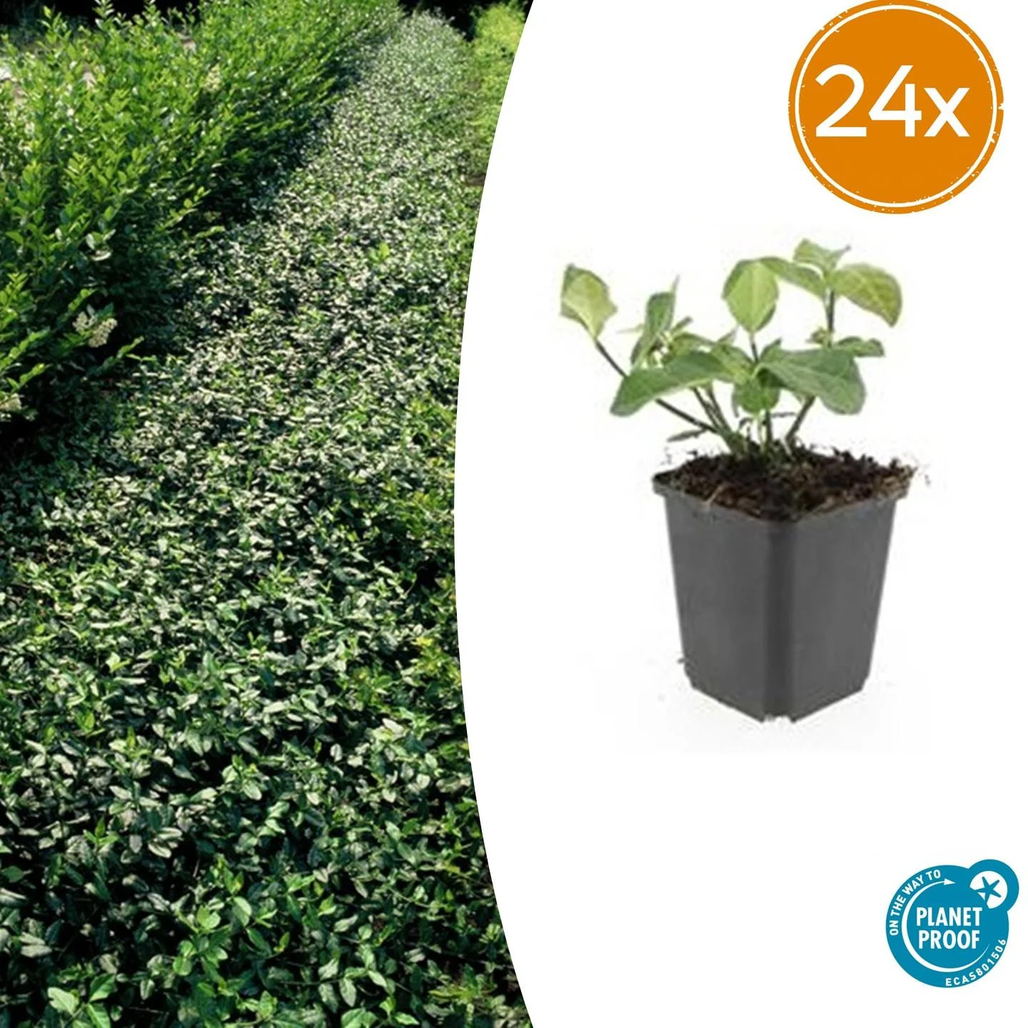 24x Rankender Spindelstrauch - Euonymus fort. 'Dart's Blanket' | 10-25cm | Ø9cm