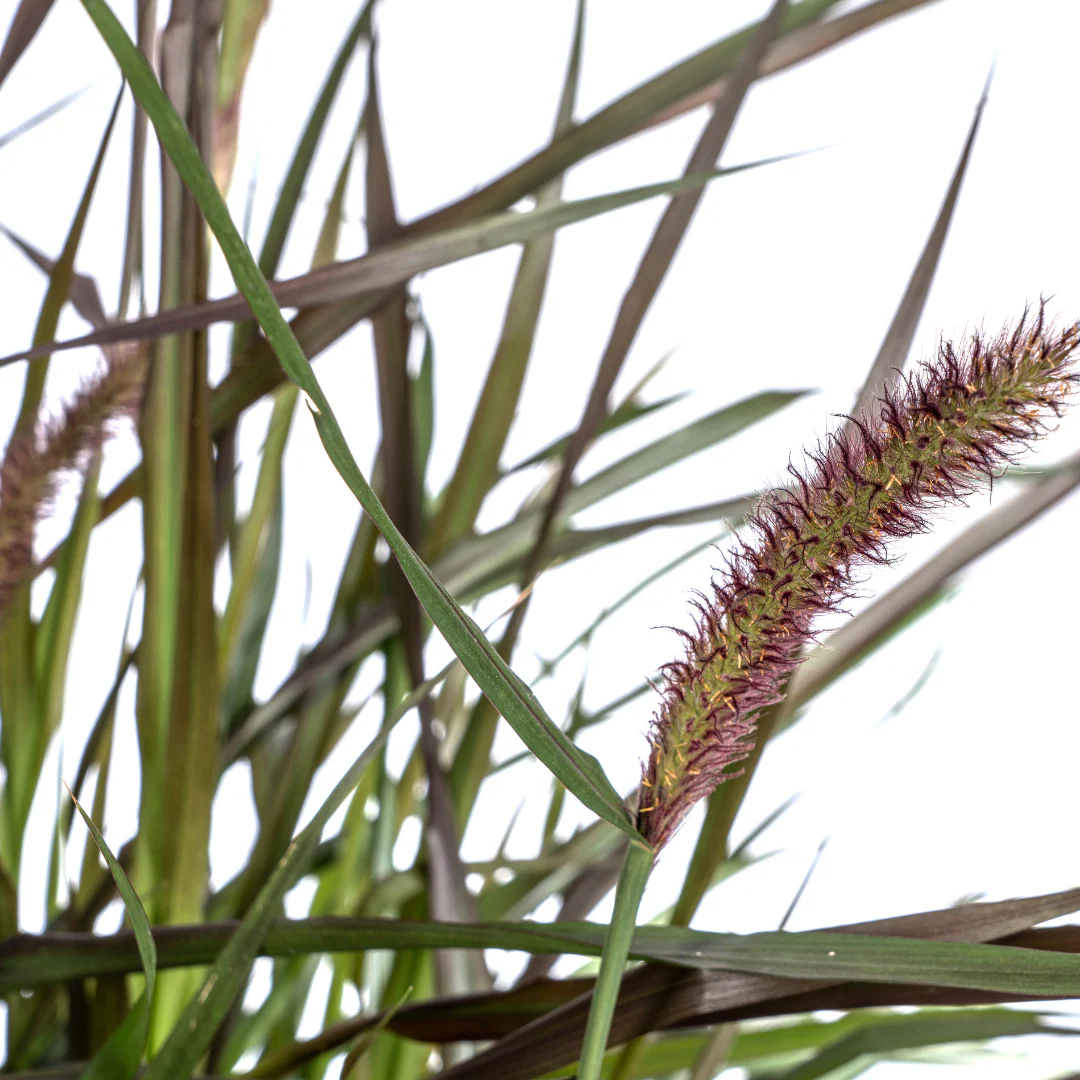 Lampenputzergras 'Chelsea' – Pennisetum x advena | 70–80 cm | Ø27 cm