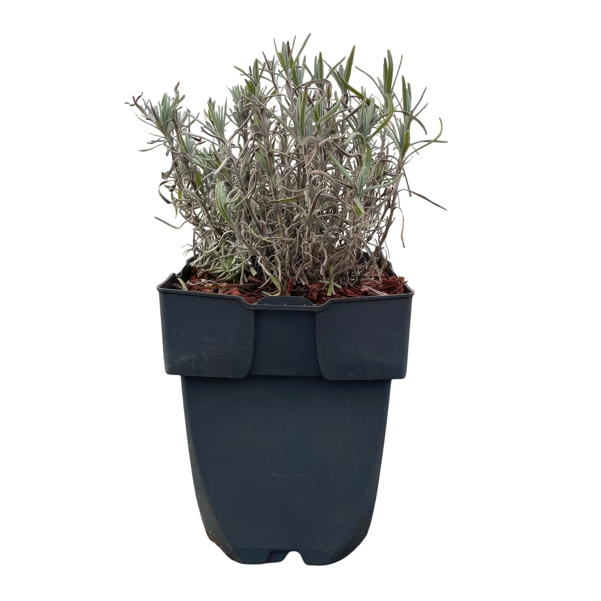 6x Echter Lavendel - Lavandula angustifolia Hidcote | 6 Pflanzen - 1 laufender Meter | Topf 17cm - Höhe 30cm
