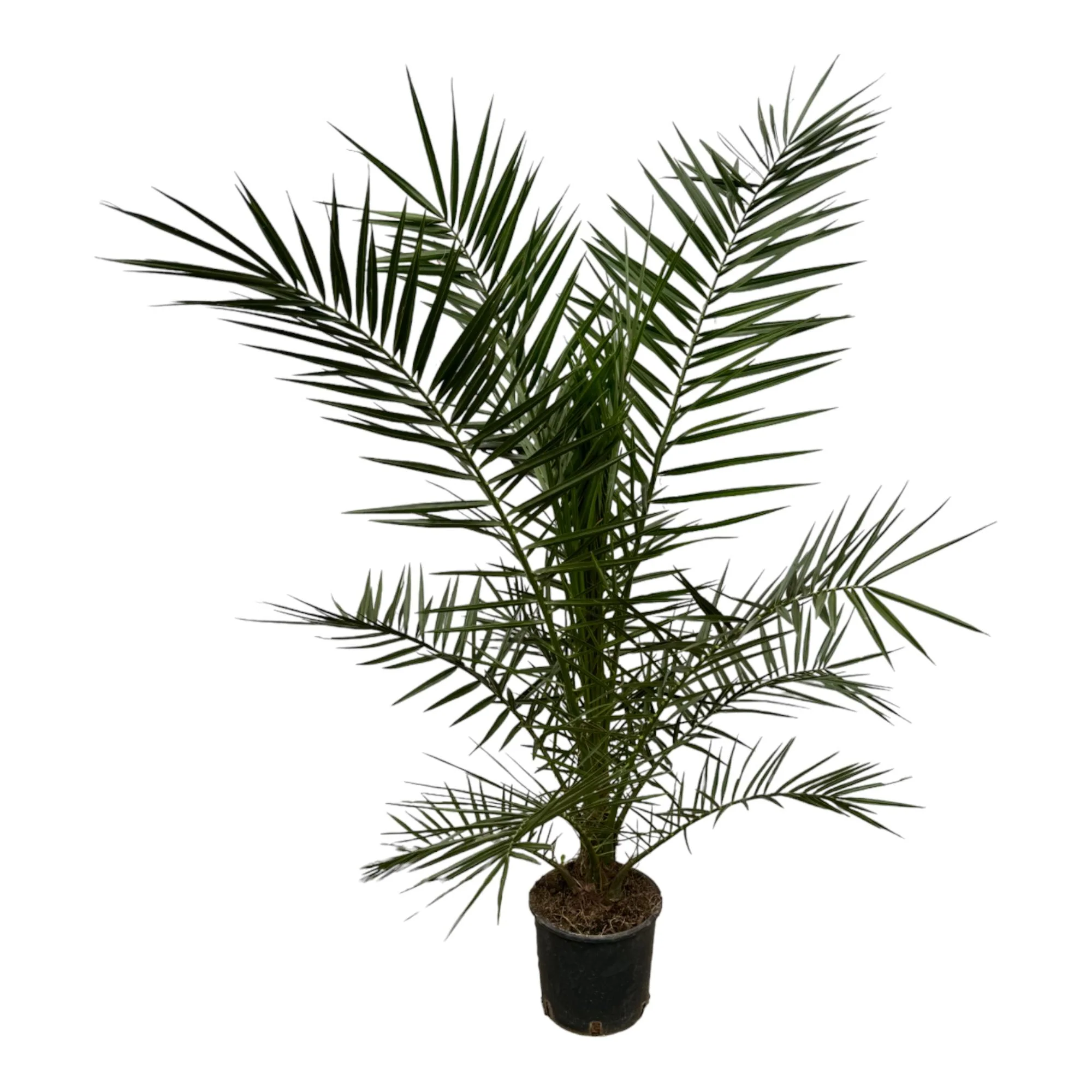 Kanarische Dattelpalme - Phoenix Canariensis | 160 cm | Ø22cm