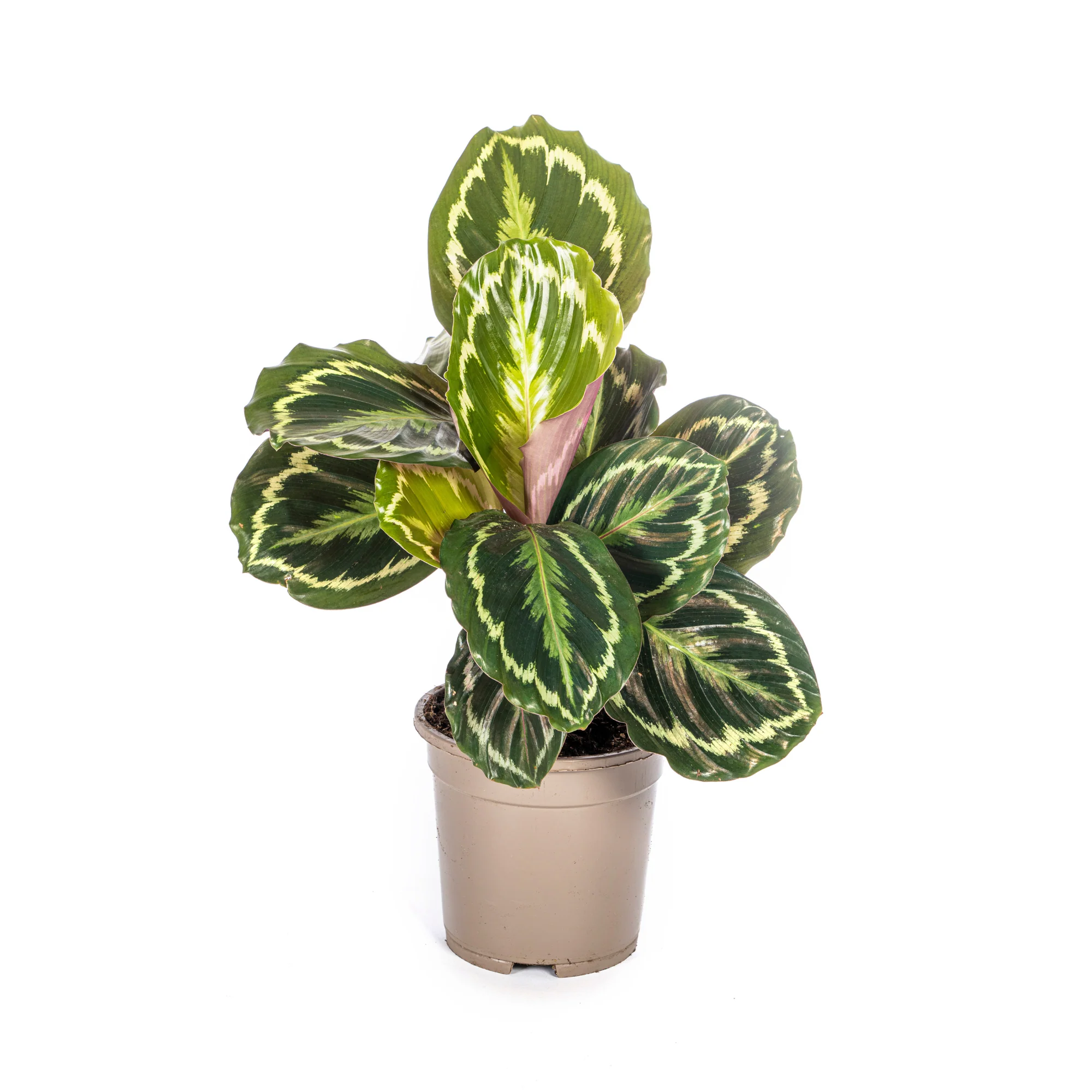 Korbmarante - Calathea Medallion | 40 - 50cm | Ø17cm