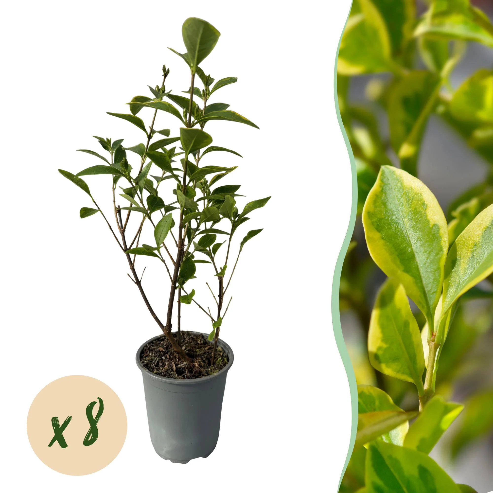8x Goldband Liguster - Ligustrum ovalifolium Aureum | 8 Pflanzen - 1 laufender Meter | Topf 9cm - Höhe 35-40cm
