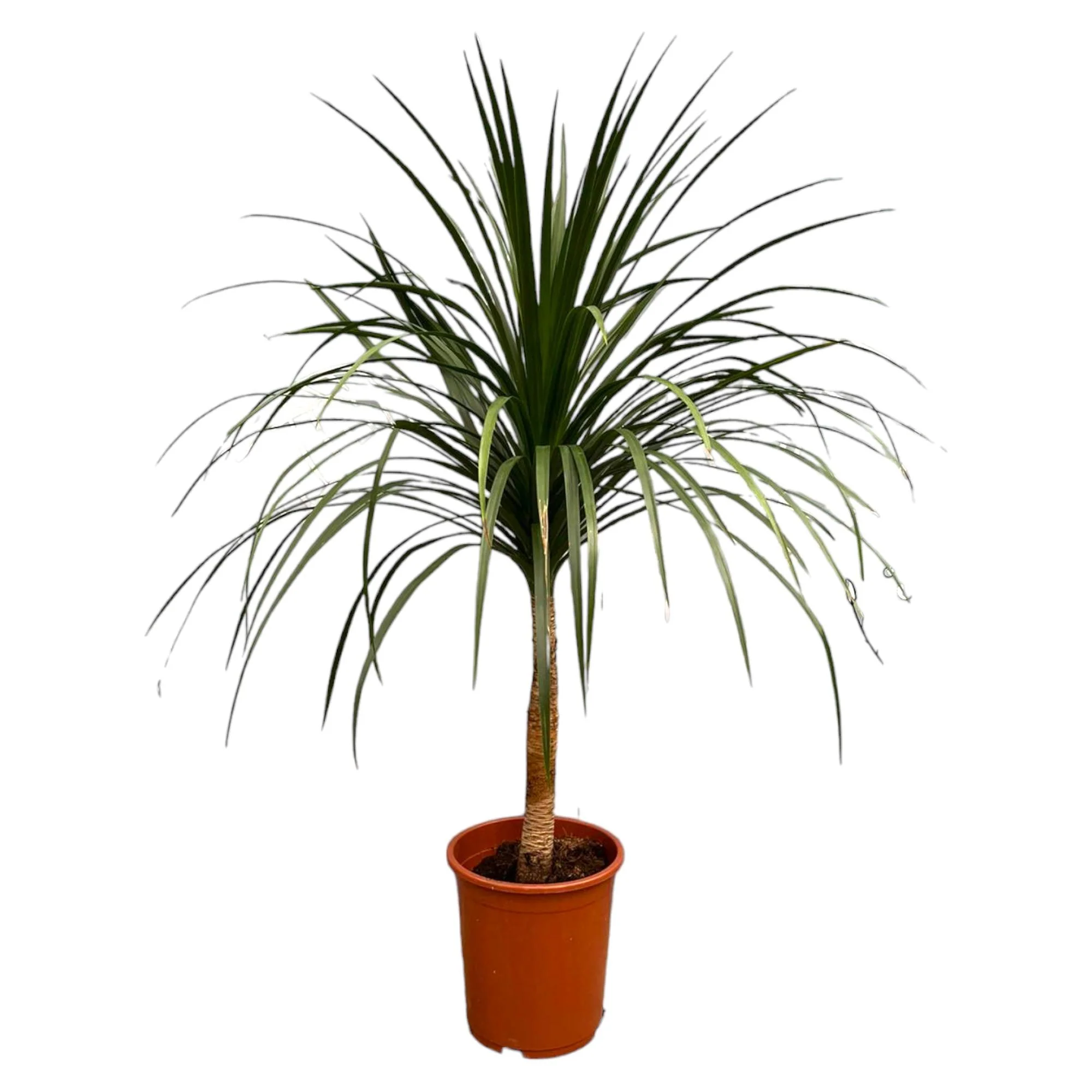 Drachenbaum – Dracaena Draco | 120 cm | Ø30 cm