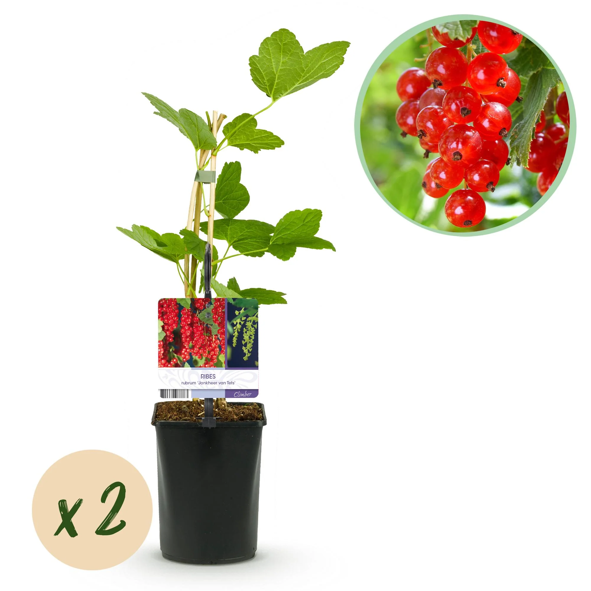 2x Rote Johannisbeere - Ribes rubrum Jonkheer van Tets | 2 Pflanzen | Topf 11cm - Höhe 40cm