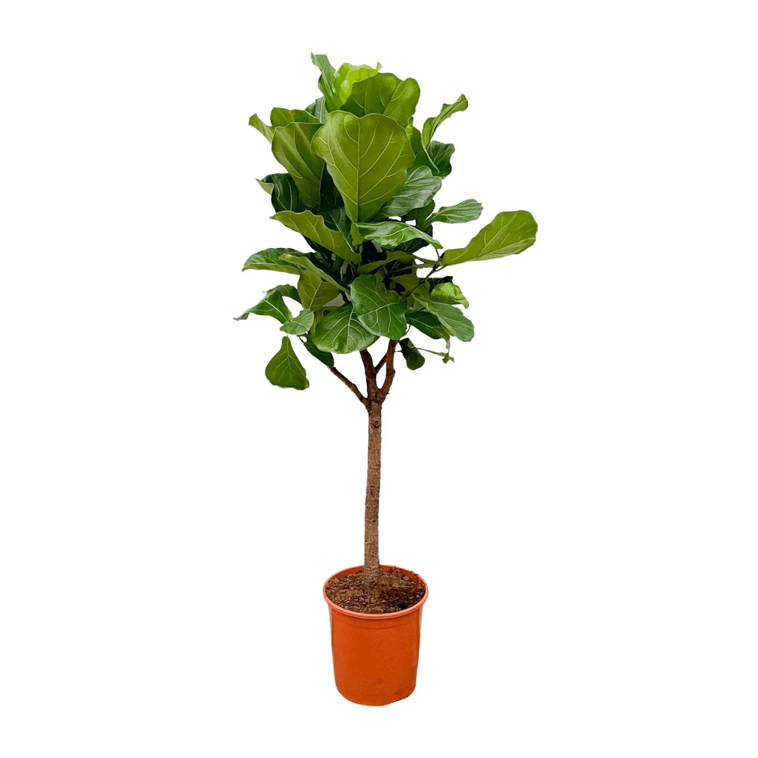 Geigen-Feige Baum – Ficus Lyrata | 180 cm | Ø30 cm