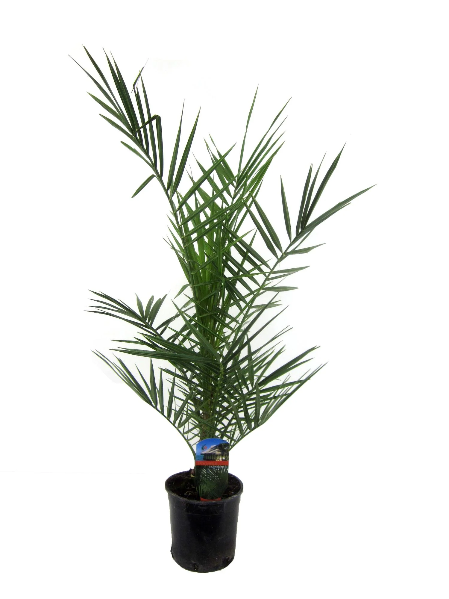 Kanarische Dattelpalme - Phoenix Canariensis | 80 cm | Ø14cm