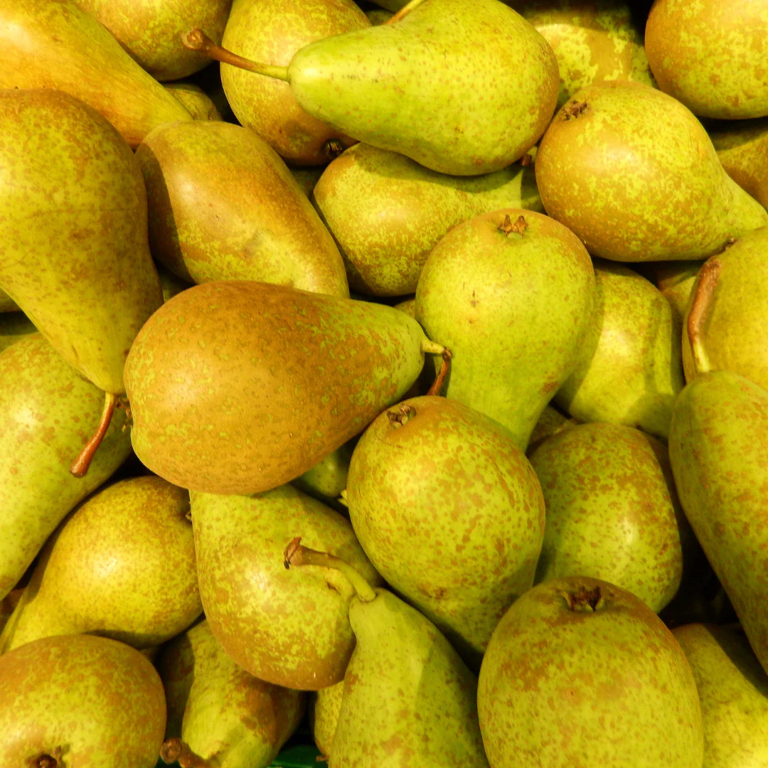 Birnenbaum – Pyrus communis | 60 cm | Ø20 cm