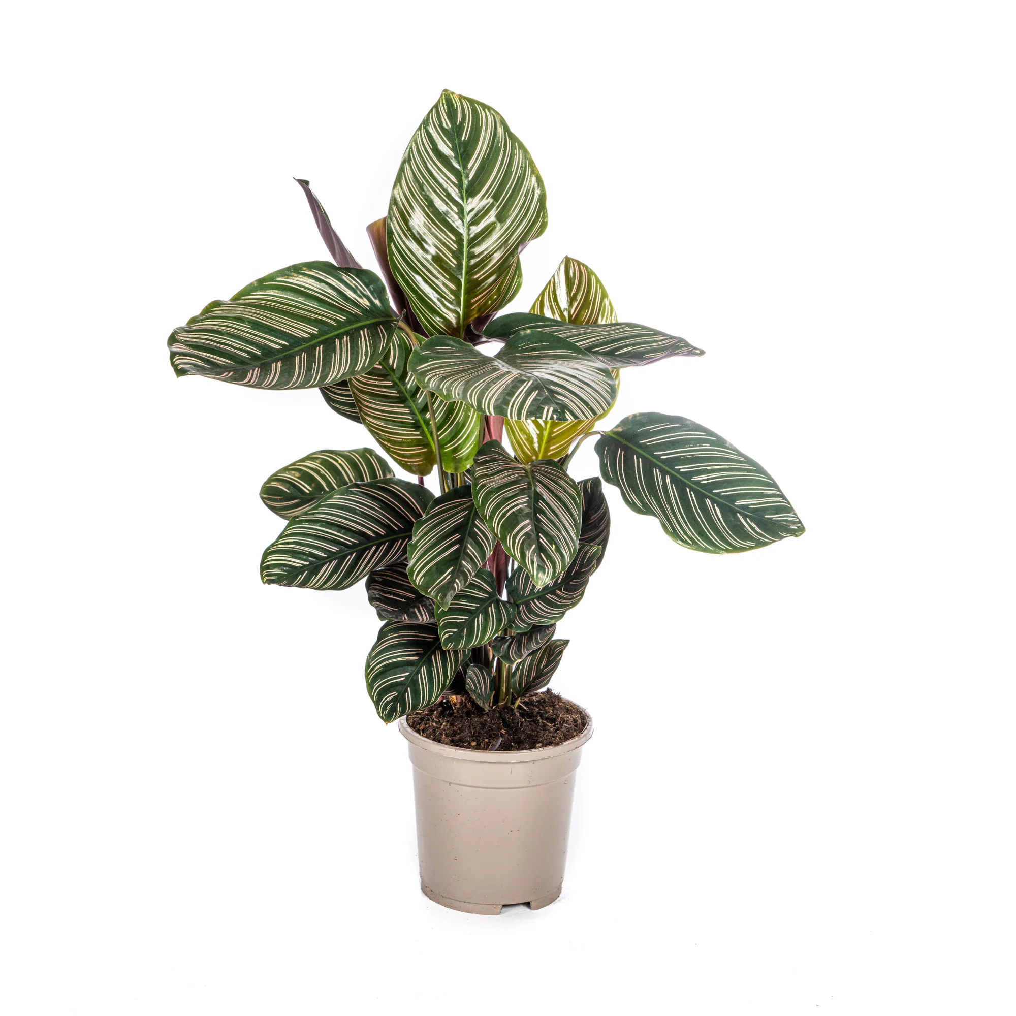 Korbmarante - Calathea Ornata Sanderiana | 40 - 50cm | Ø17cm