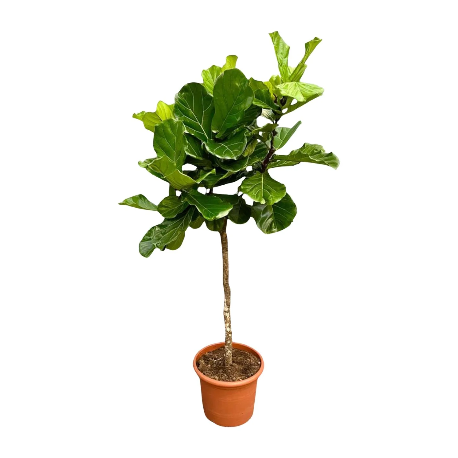 XXL Geigenfeige - Ficus Lyrata | 200 cm | Ø40 cm