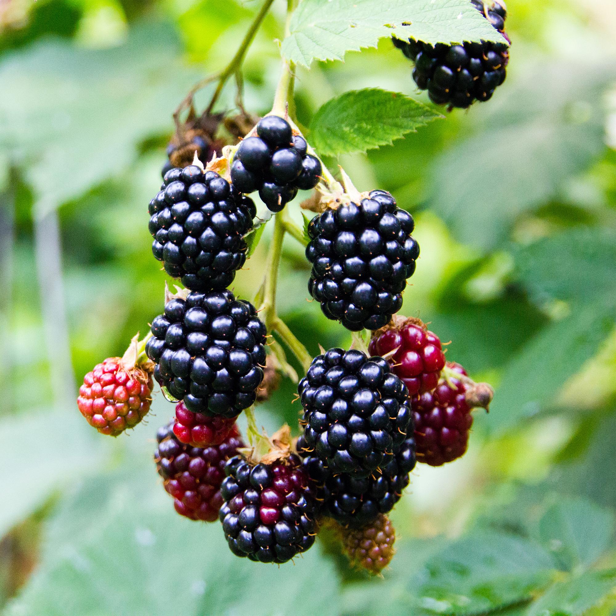 2x Schwarze Brombeere - Rubus fruticosus Triple Crown | 2 Pflanzen | Topf 11cm - Höhe 40cm