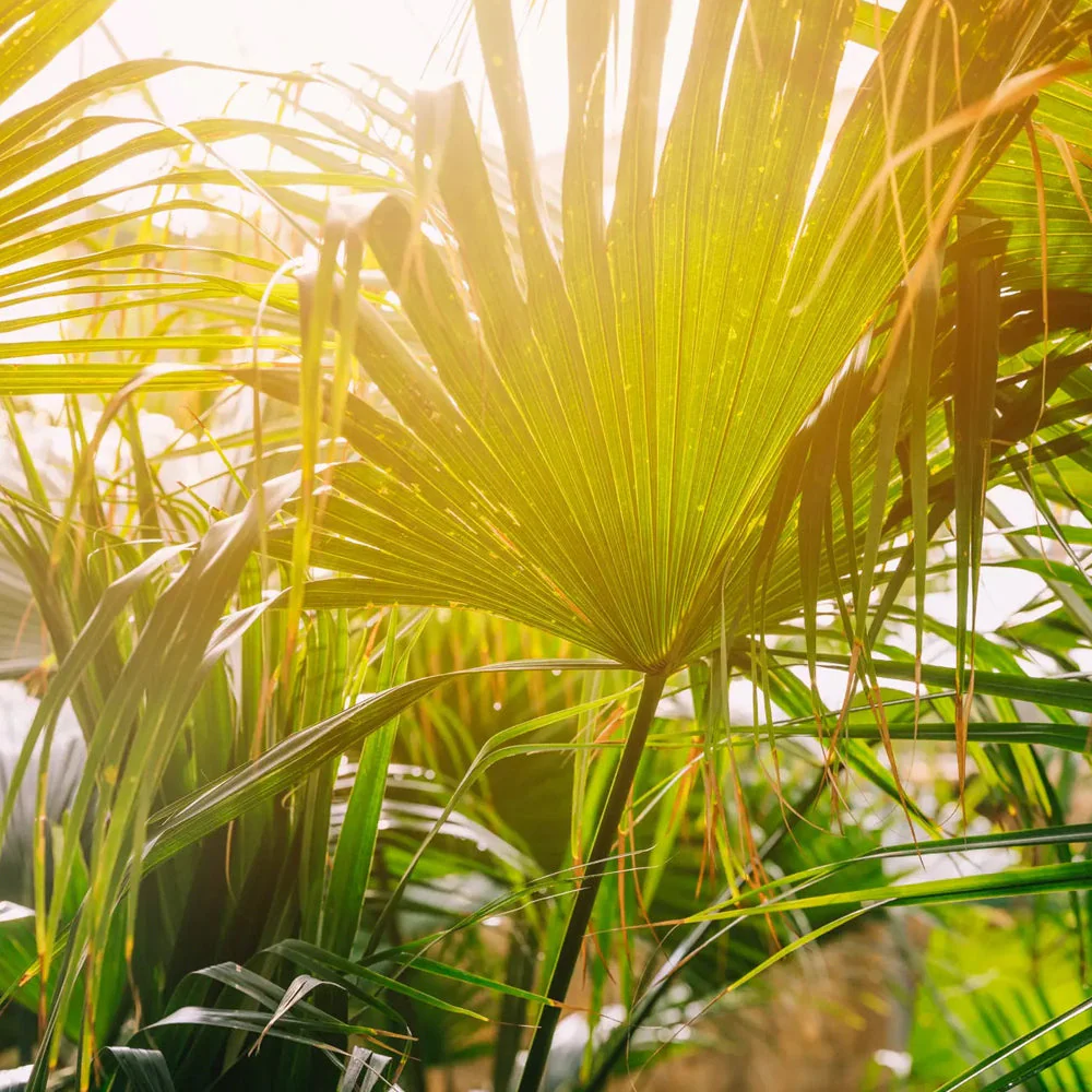 Folgende Palmen sind winterhart - perfekt für den deutschen Winter