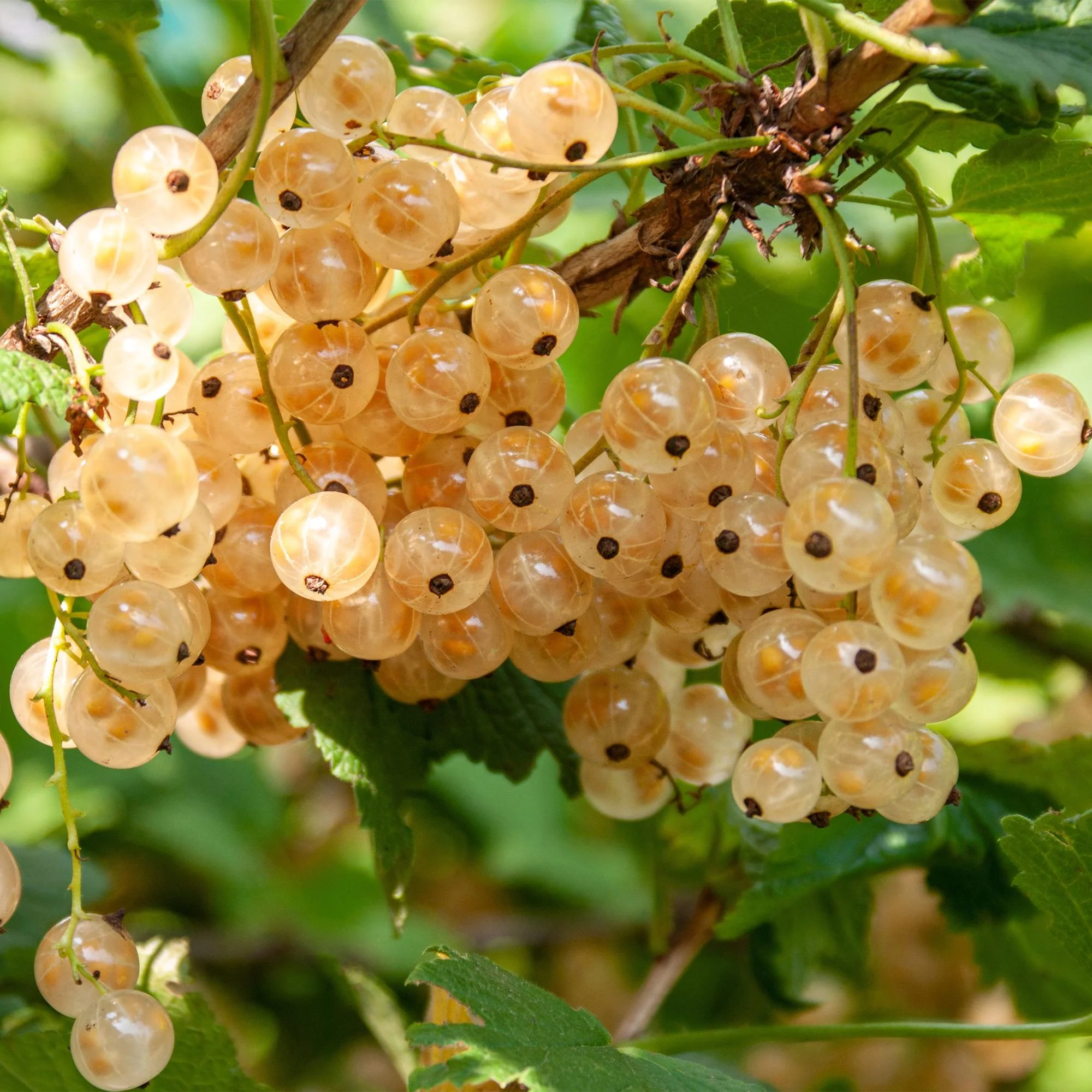2x Weiße Johannisbeere - Ribes rubrum White Pearl | 2 Pflanzen | Topf 11cm - Höhe 40cm