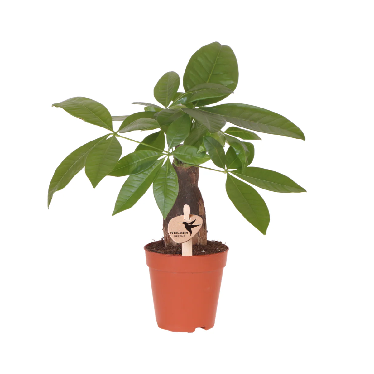 Glückskastanie – Pachira Aquatica | Ø9 cm