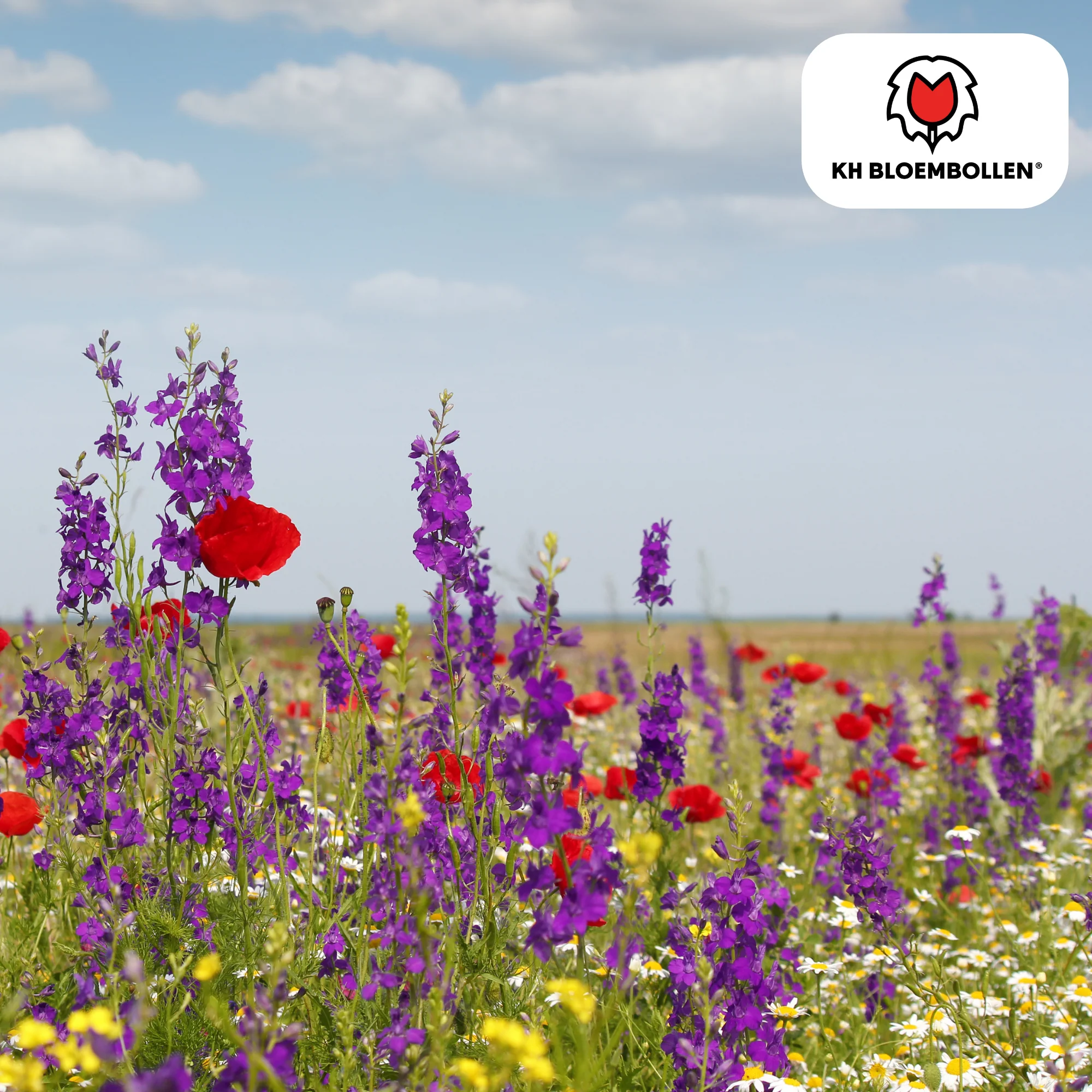 Wildblumen-Saatgutmischung – 100 g | Für Bienen, Schmetterlinge & Biodiversität | ca. 30–50 m²