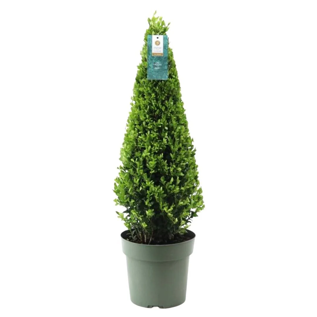 Ilex pyramide - Stechpalme Pyramide | 55 cm | Ø21 cm
