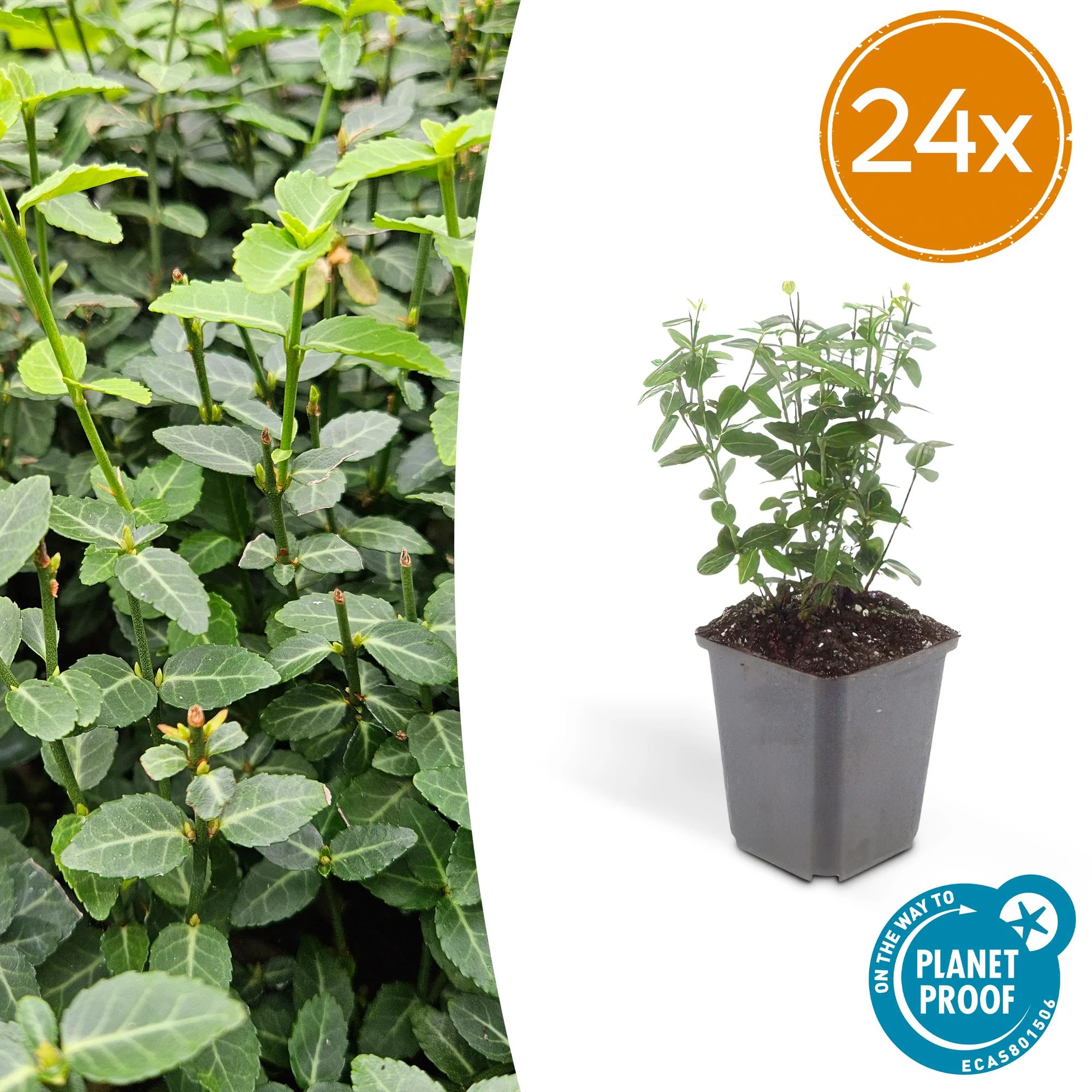 24x Rankender Spindelstrauch - Euonymus fortunei radicans | 10-25cm | Ø9cm