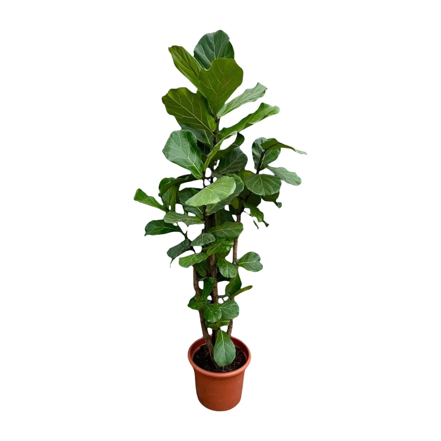 XXL Geigenfeige - Ficus Lyrata | 220 cm | Ø40 cm