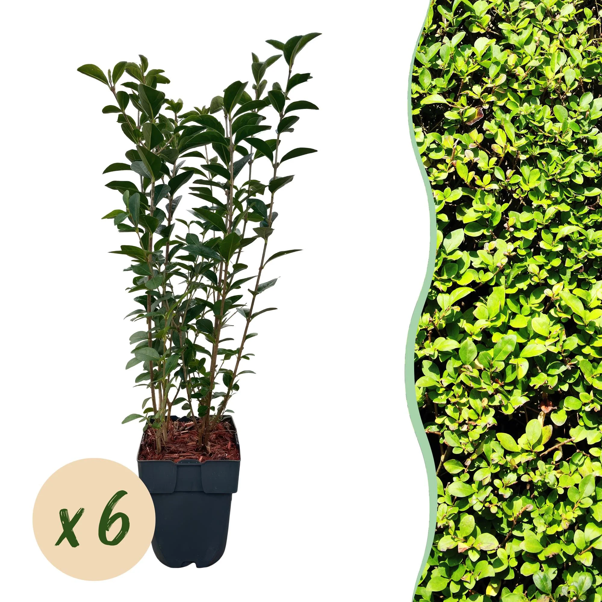 6x Liguster - Ligustrum ovalifolium | 6 Pflanzen - 1 laufender Meter | Topf 17cm - Höhe 55cm