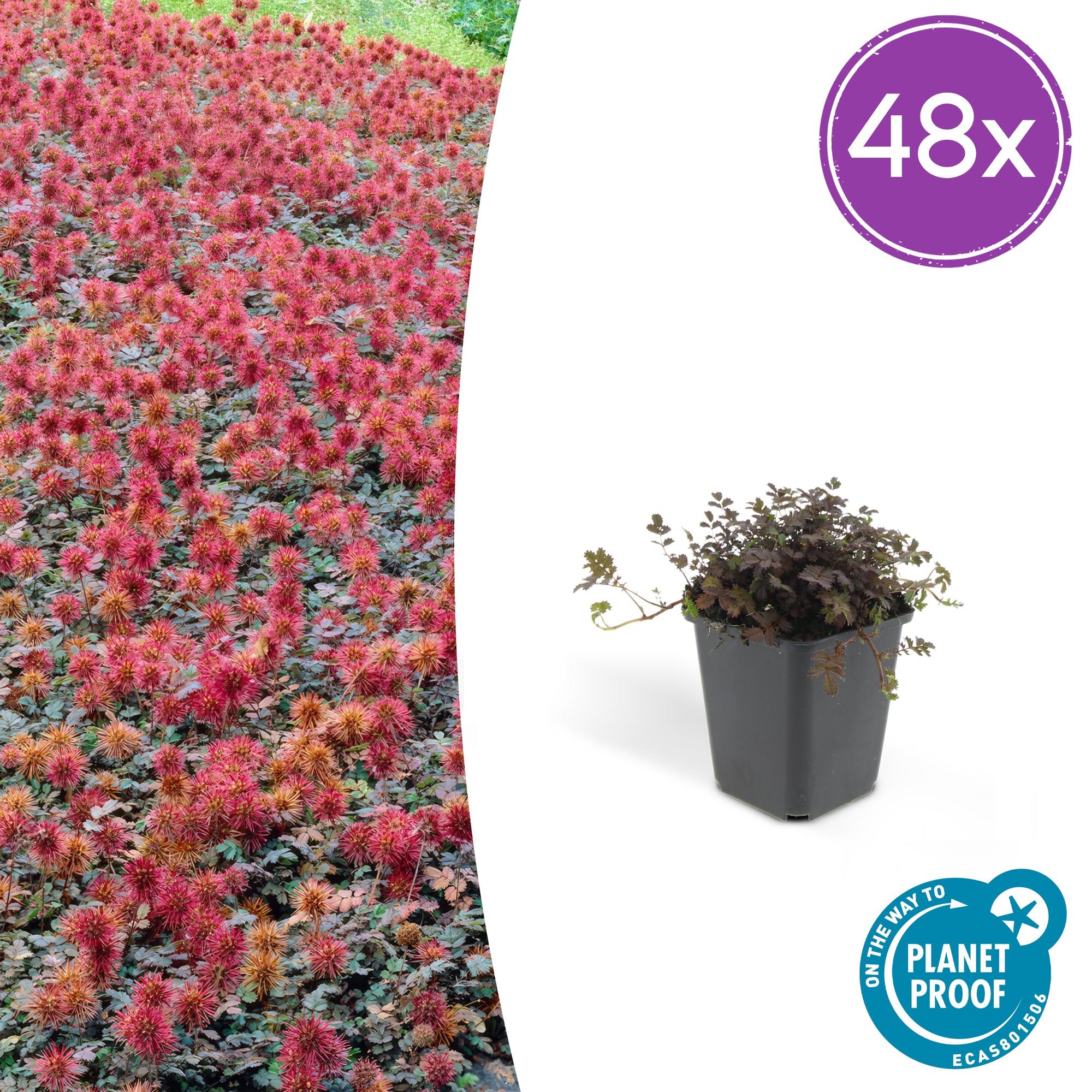 48x Kupferteppich - Acaena microphylla 'Kupferteppich' | 10-25cm | Ø9cm