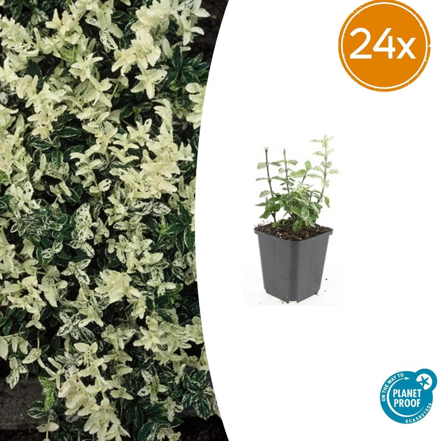 24x Bunter Spindelstrauch - Euonymus fort. 'Harlequin' | 10-25cm | Ø9cm