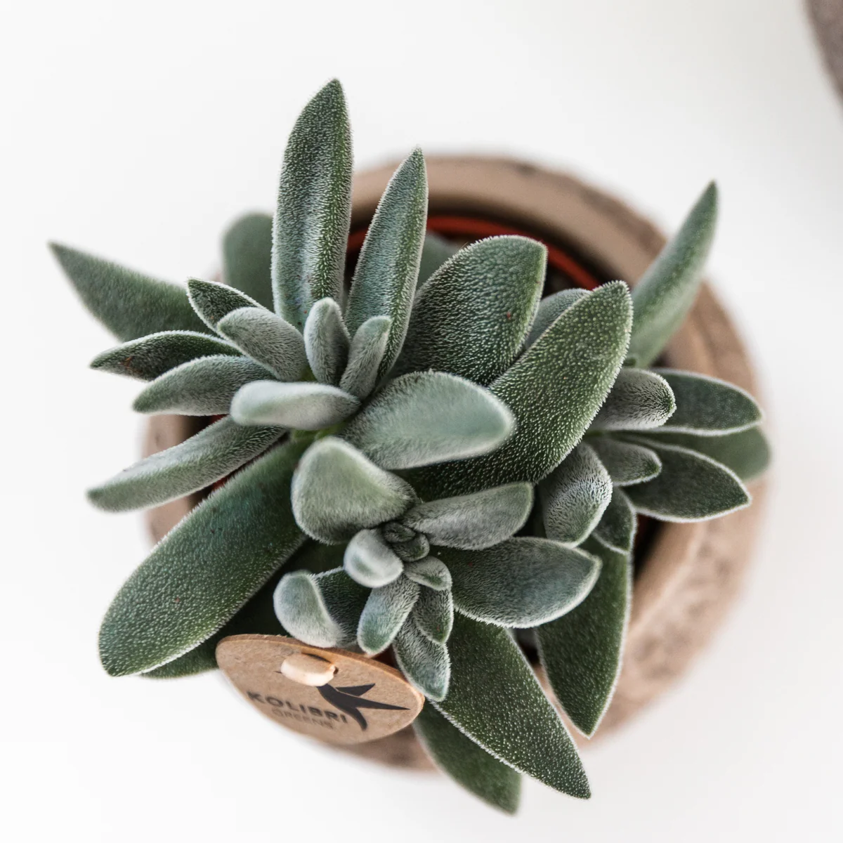 Sukkulente Tarantula (Beaucarnea recurvata) | Ø9 cm