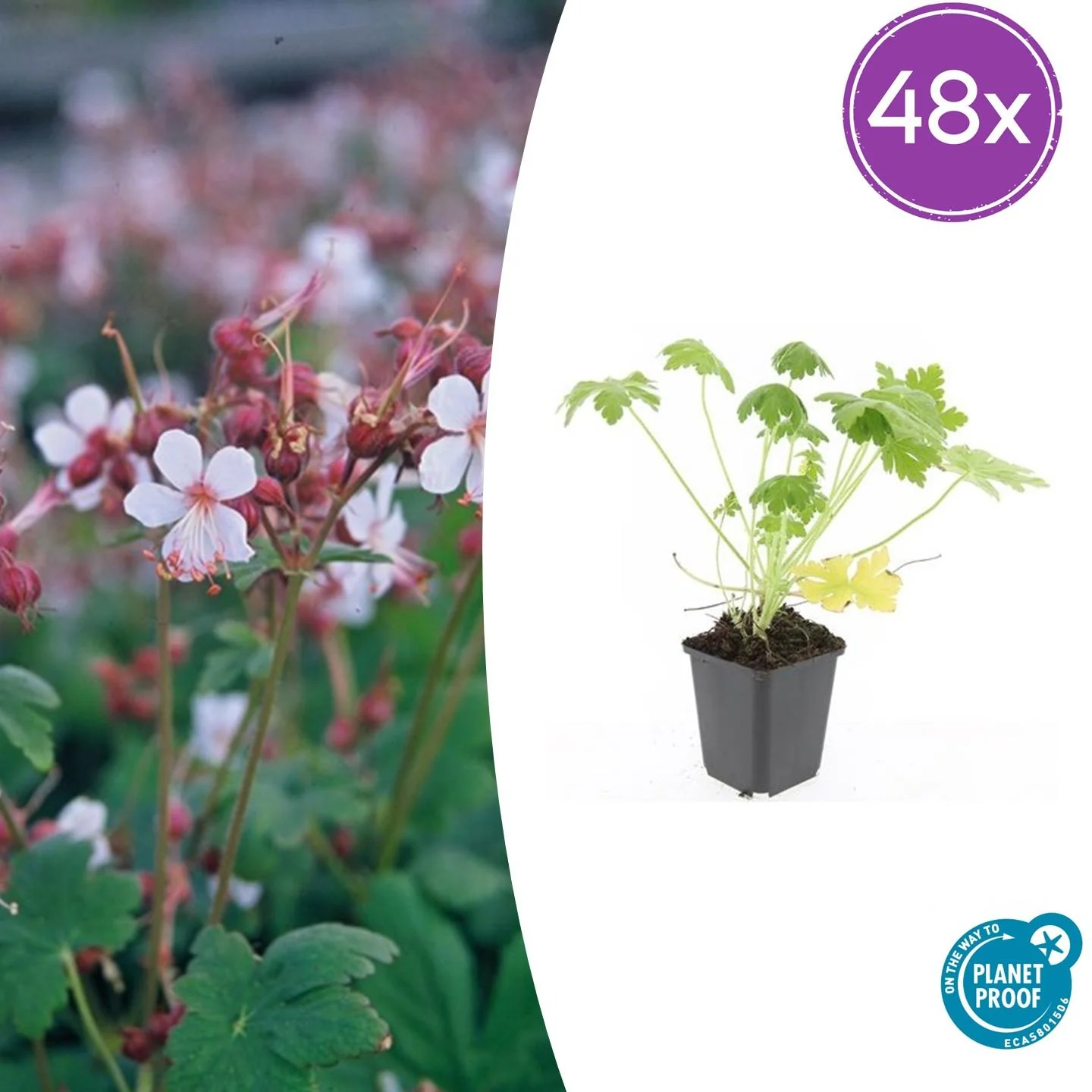 48x Großes Storchschnabel - Geranium macr. 'Spessart' | 10-25cm | Ø9cm