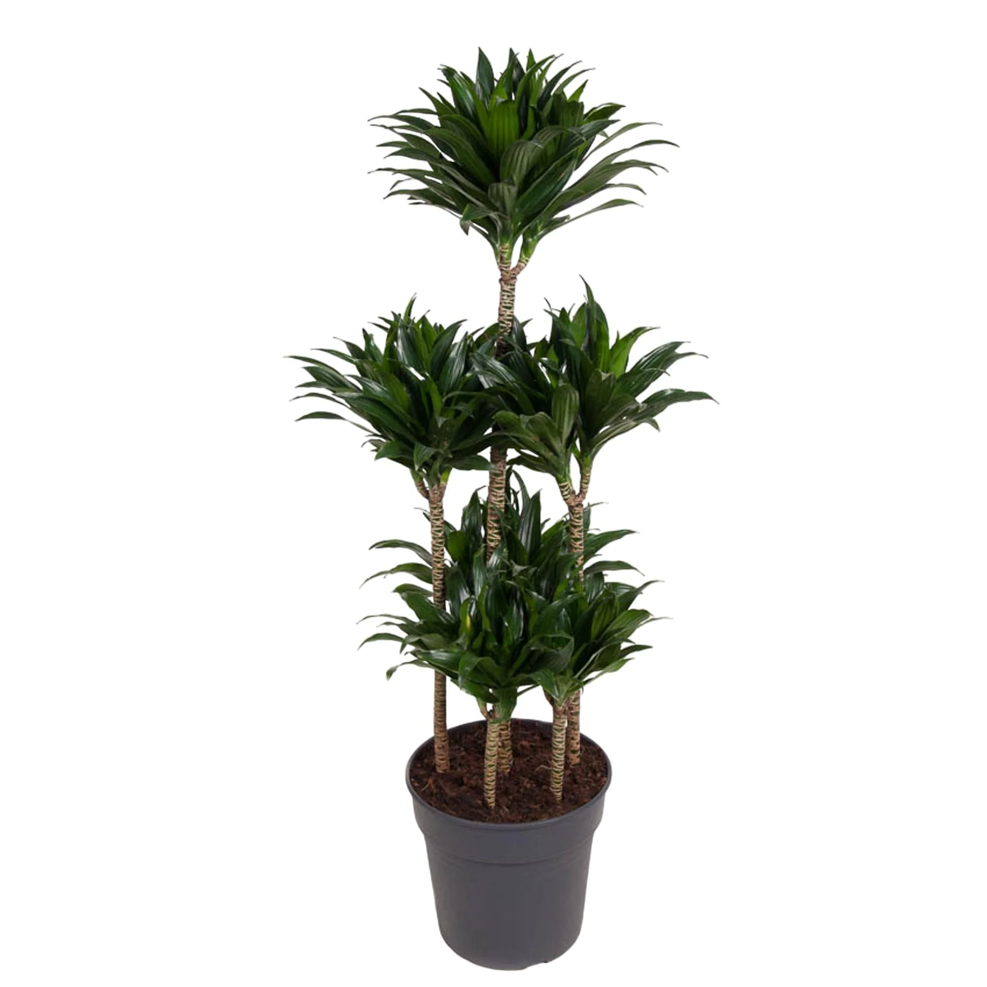 Drachenbaum – Dracaena Compacta 'Carrousel' | 130 cm | Ø31 cm