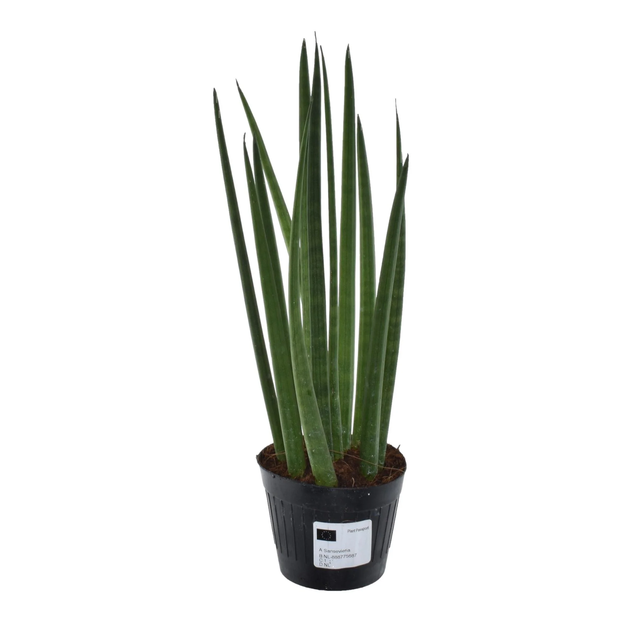 Mikado - Schlangenpflanze - Sansevieria Cylindrica 'Bacularis' | 38 cm | Ø10,5cm