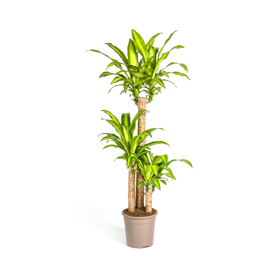 Duftender Drachenbaum - Dracaena Fragrans Massangeana | 130 - 150cm | Ø24cm