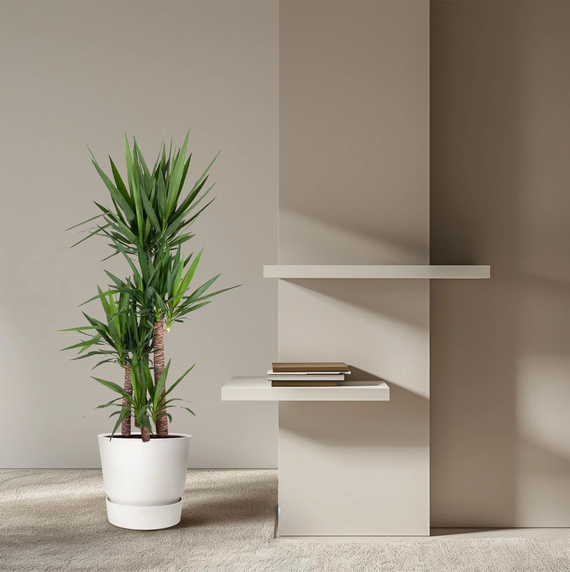 Palmlilie – Yucca Elephantipes | 180 cm | Ø34 cm