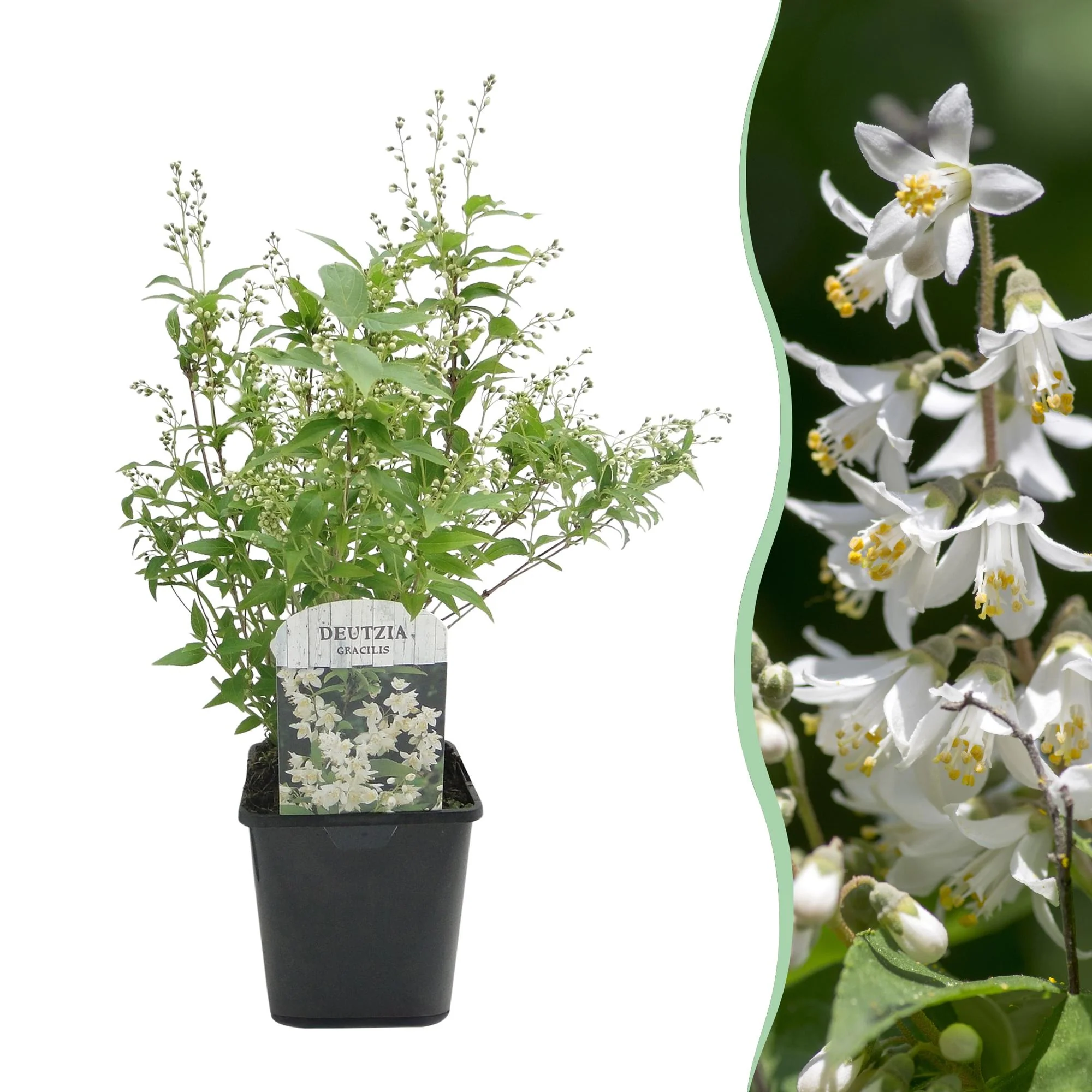 Maiblumenstrauch - Deutzia Gracilis | Topf 17cm Höhe 45cm