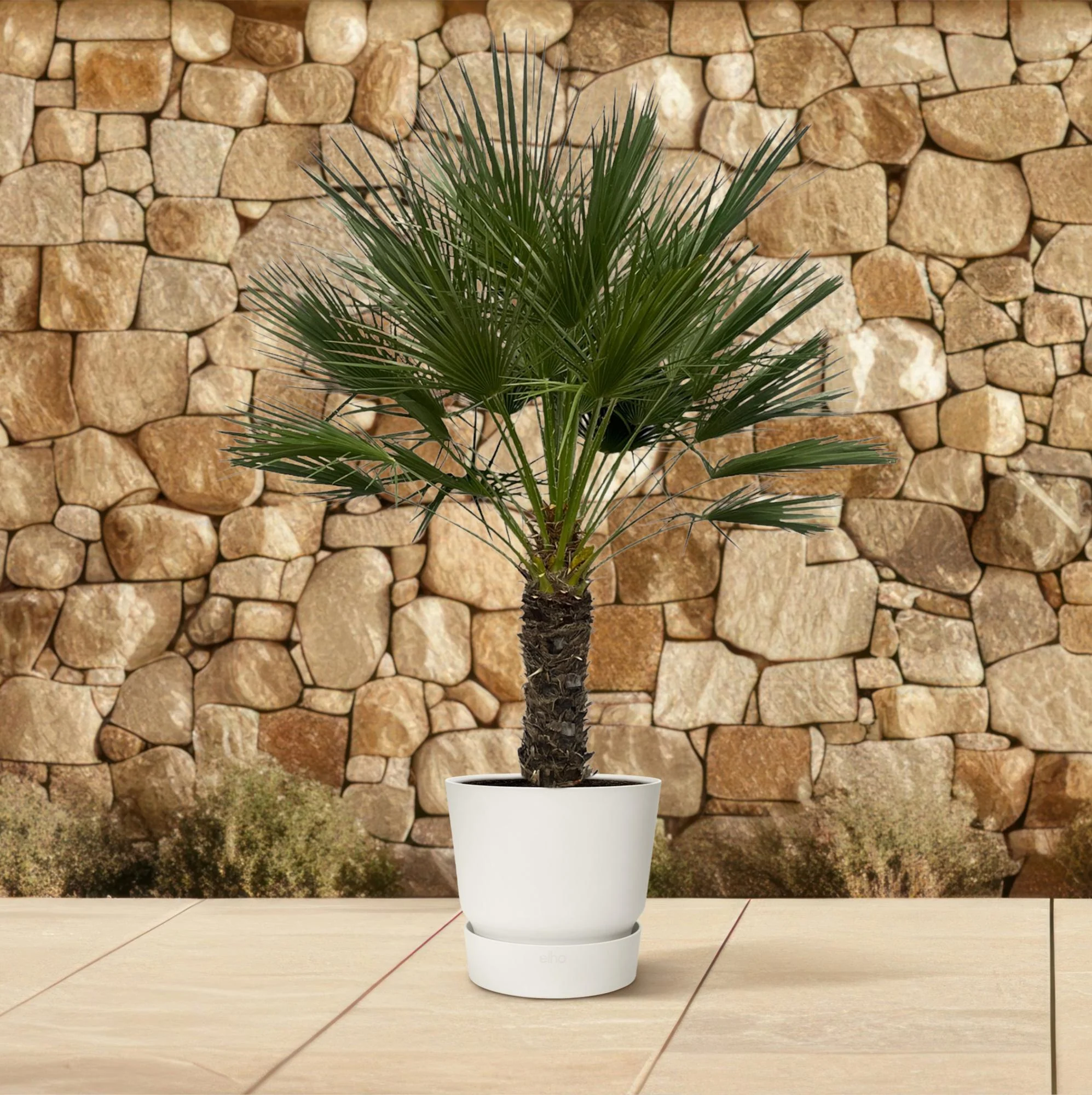 Europäische Zwergpalme auf Stamm - Chamaerops Humilis | 150 cm | Ø45 cm