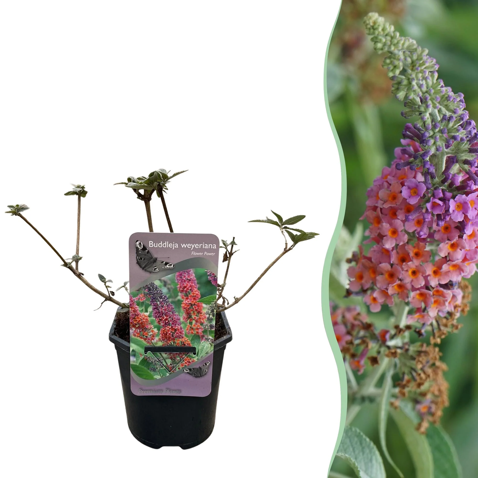 Sommerflieder - Schmetterlingsstrauch - Buddleja davidii Flower Power | Topf 17cm Höhe 30cm