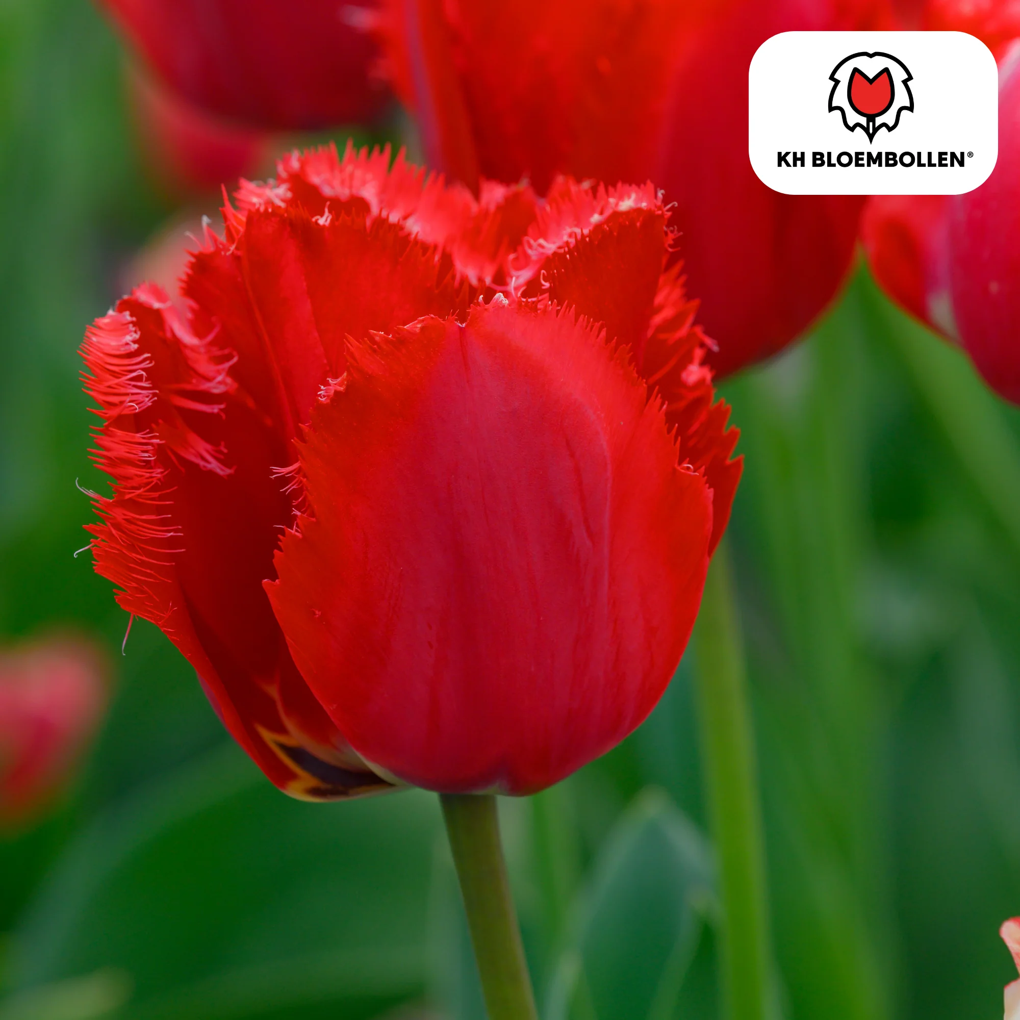 Tulpe Masterpeace – Tulipa Masterpeace | ca. 45–55 cm | 20 Zwiebeln Größe 11/12