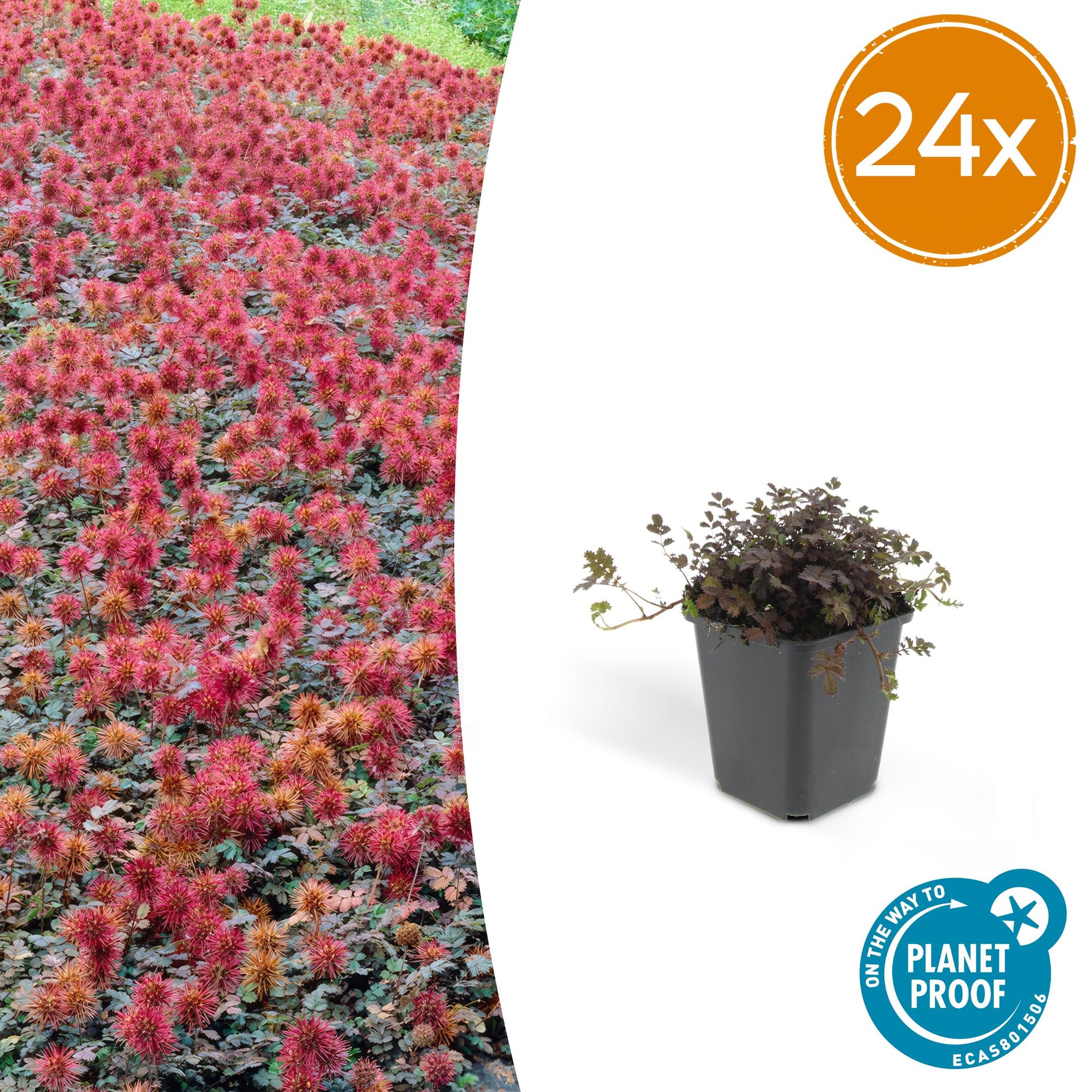 24x Kupferteppich - Acaena microphylla 'Kupferteppich' | 10-25cm | Ø9cm