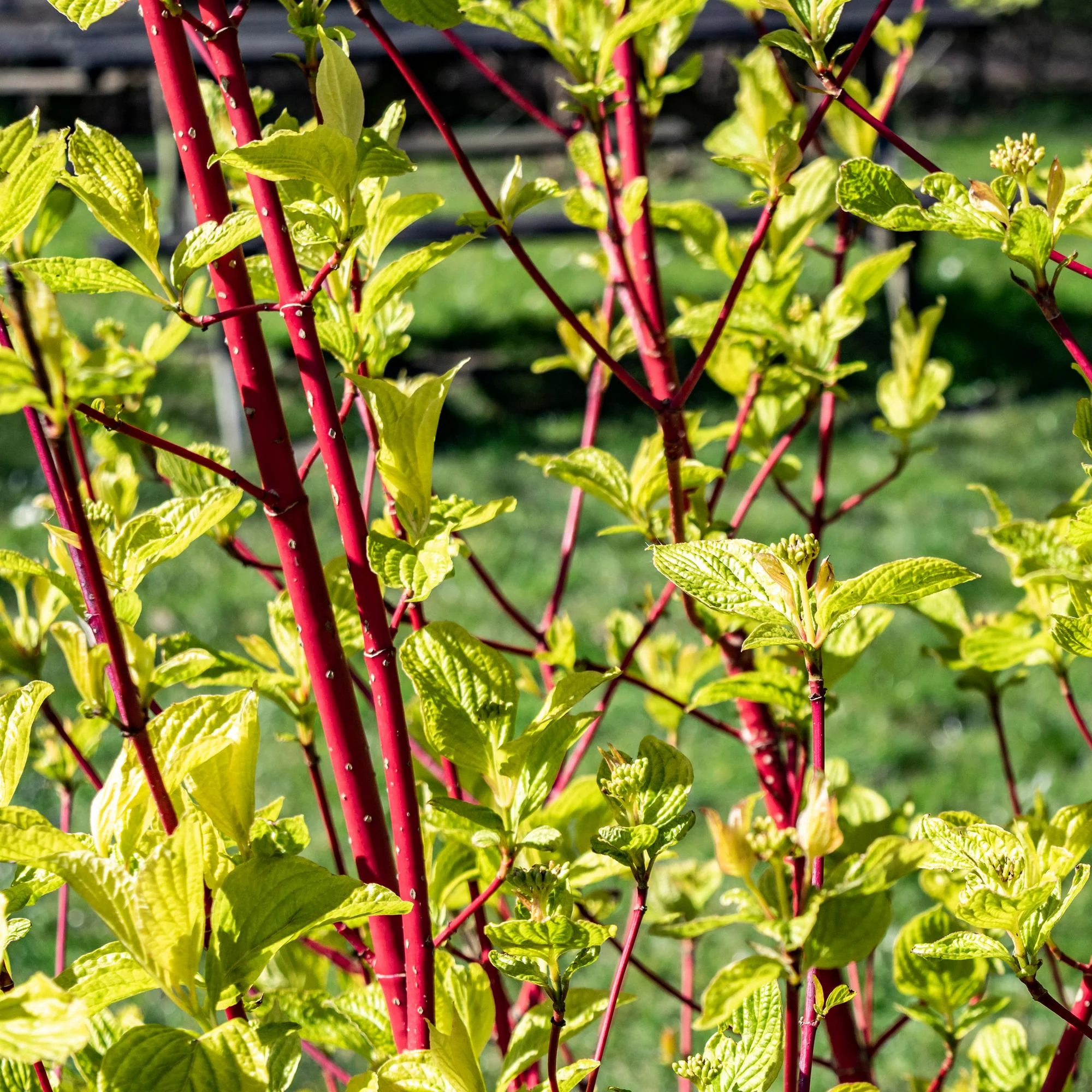 Sibirischer Hartriegel - Cornus sibirica | Topf 17cm Höhe 45cm