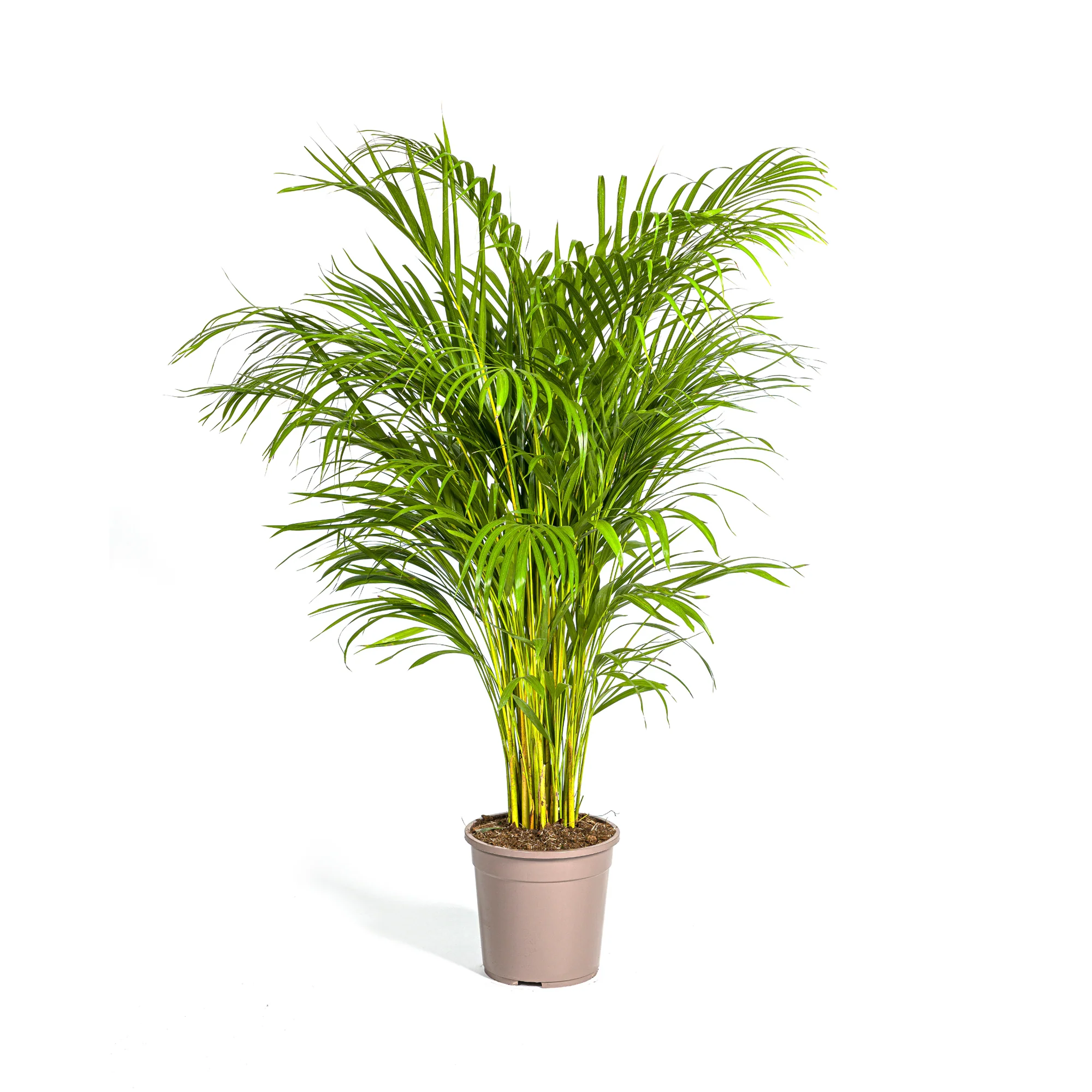 Goldfruchtpalme - Areca-Palme - Dypsis Areca Lutescens | 120 - 140cm | Ø24cm