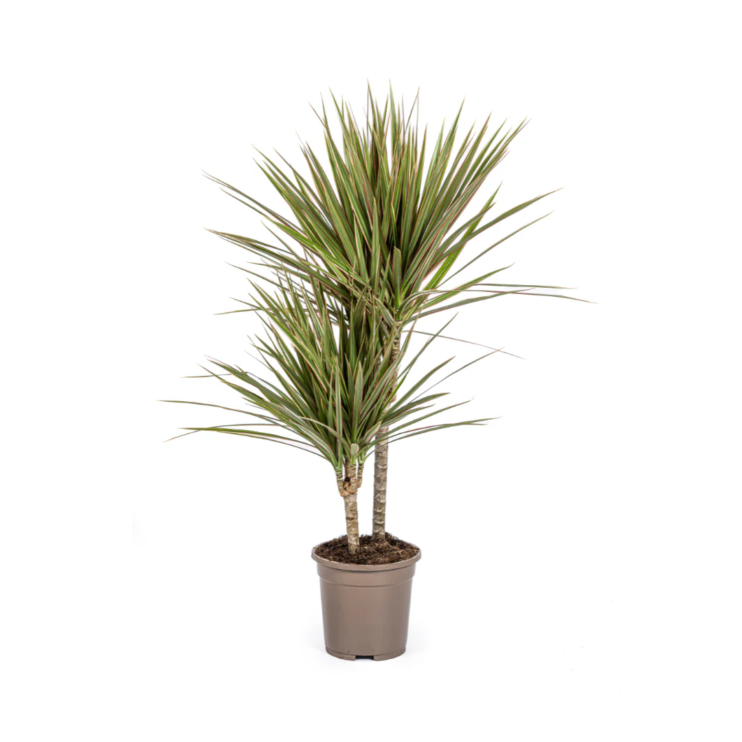 Drachenbaum - Dracaena Marginata Bicolor | 50 - 70cm | Ø17cm