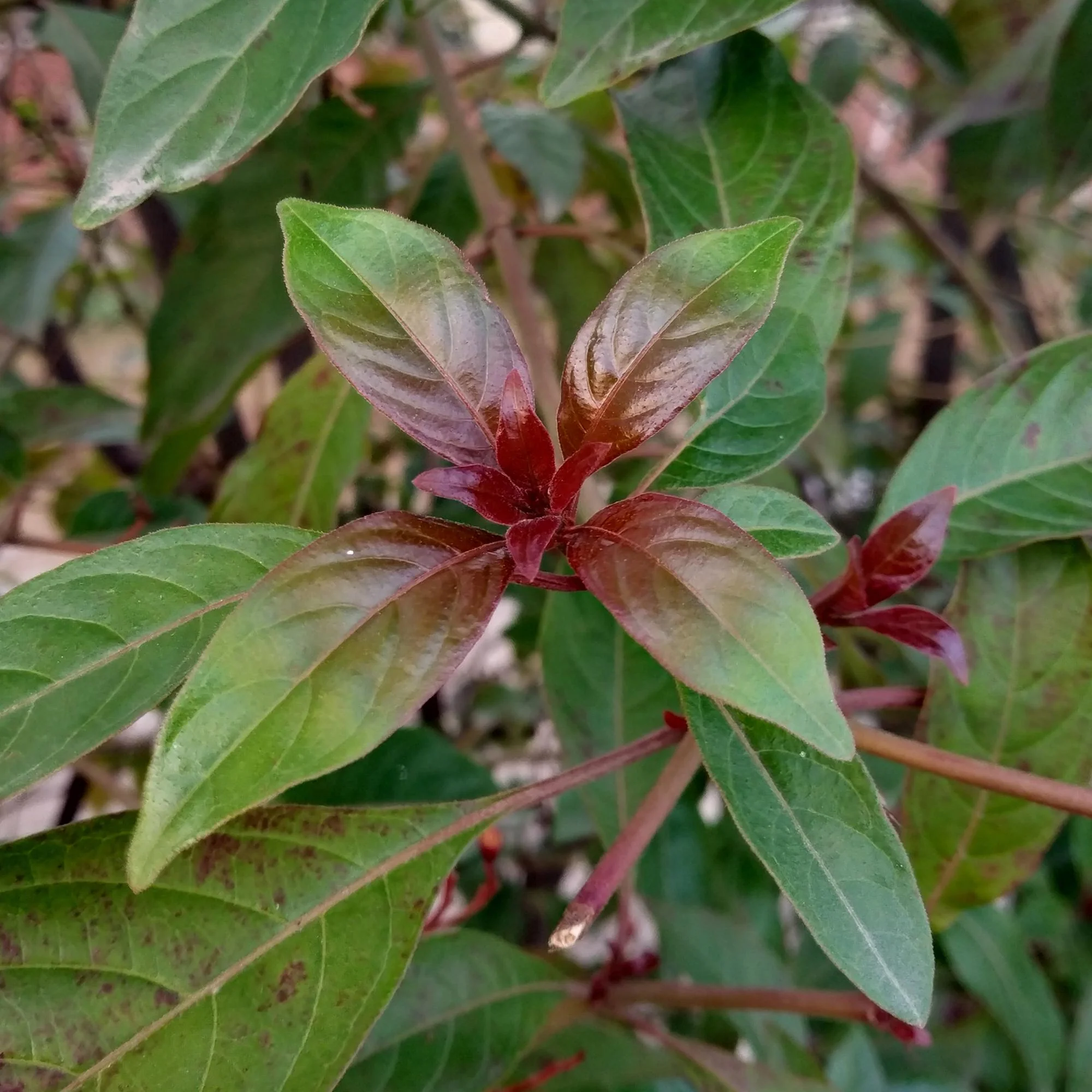 Schwarzrindiger Hartriegel - Cornus alba Kesselringii | Topf 17cm Höhe 45cm