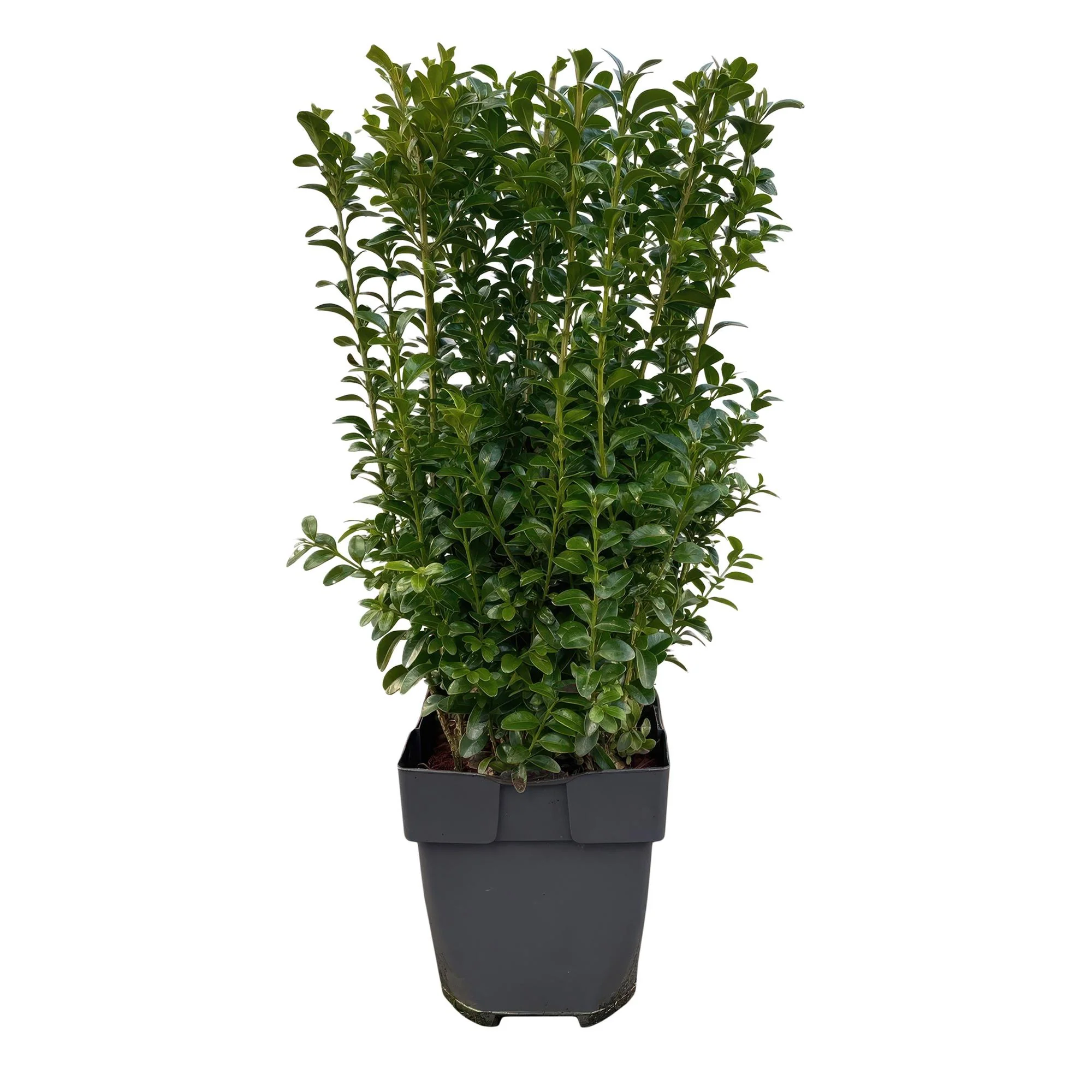 6x Buchsbaum - Buchs - Buxus sempervirens | 6 Pflanzen - 1 laufender Meter | Topf 17cm- Höhe 45cm