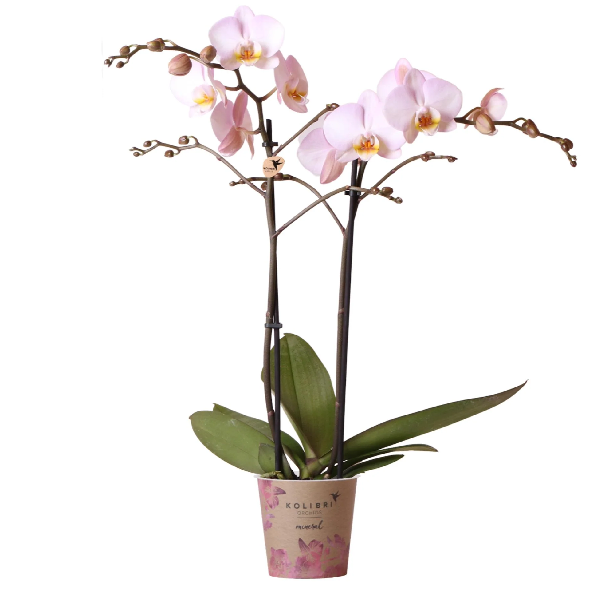 Rosa Phalaenopsis Orchidee -Mineral Kikion - Topfgröße Ø12cm | blühende Zimmerpflanze - frisch vom Züchter